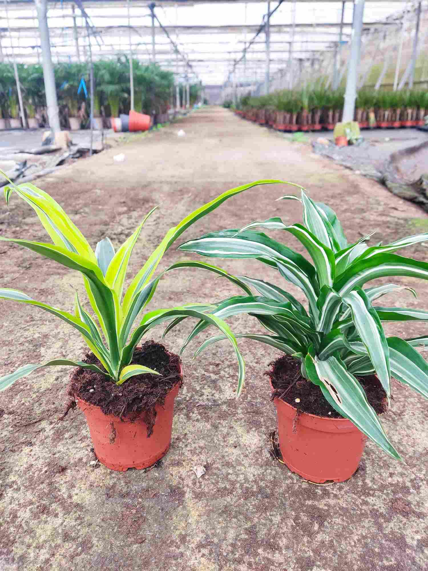 DRACAENA MIX CABEZA C 12