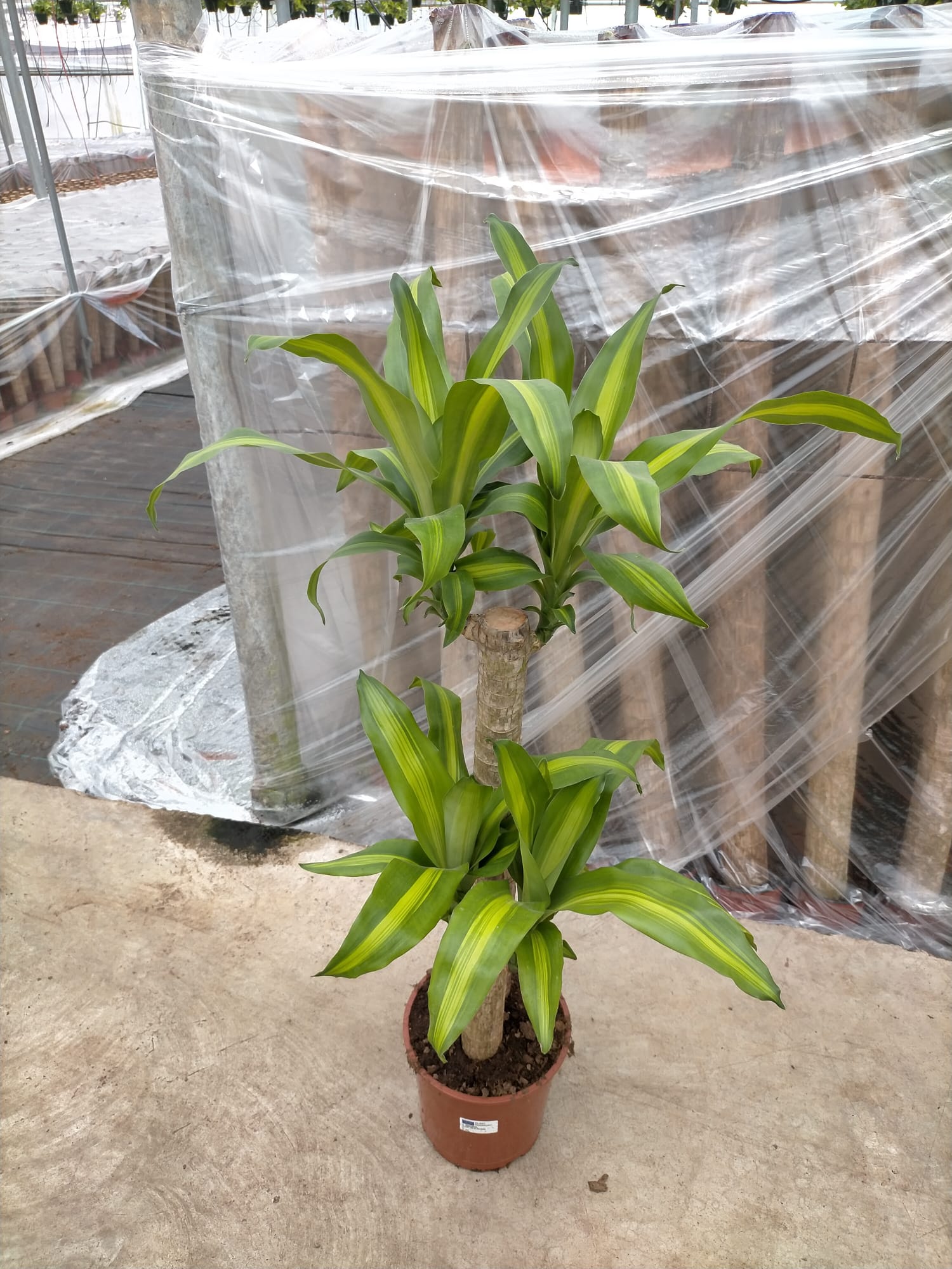 DRACAENA MASSANGEANA C 20 60.30 CM