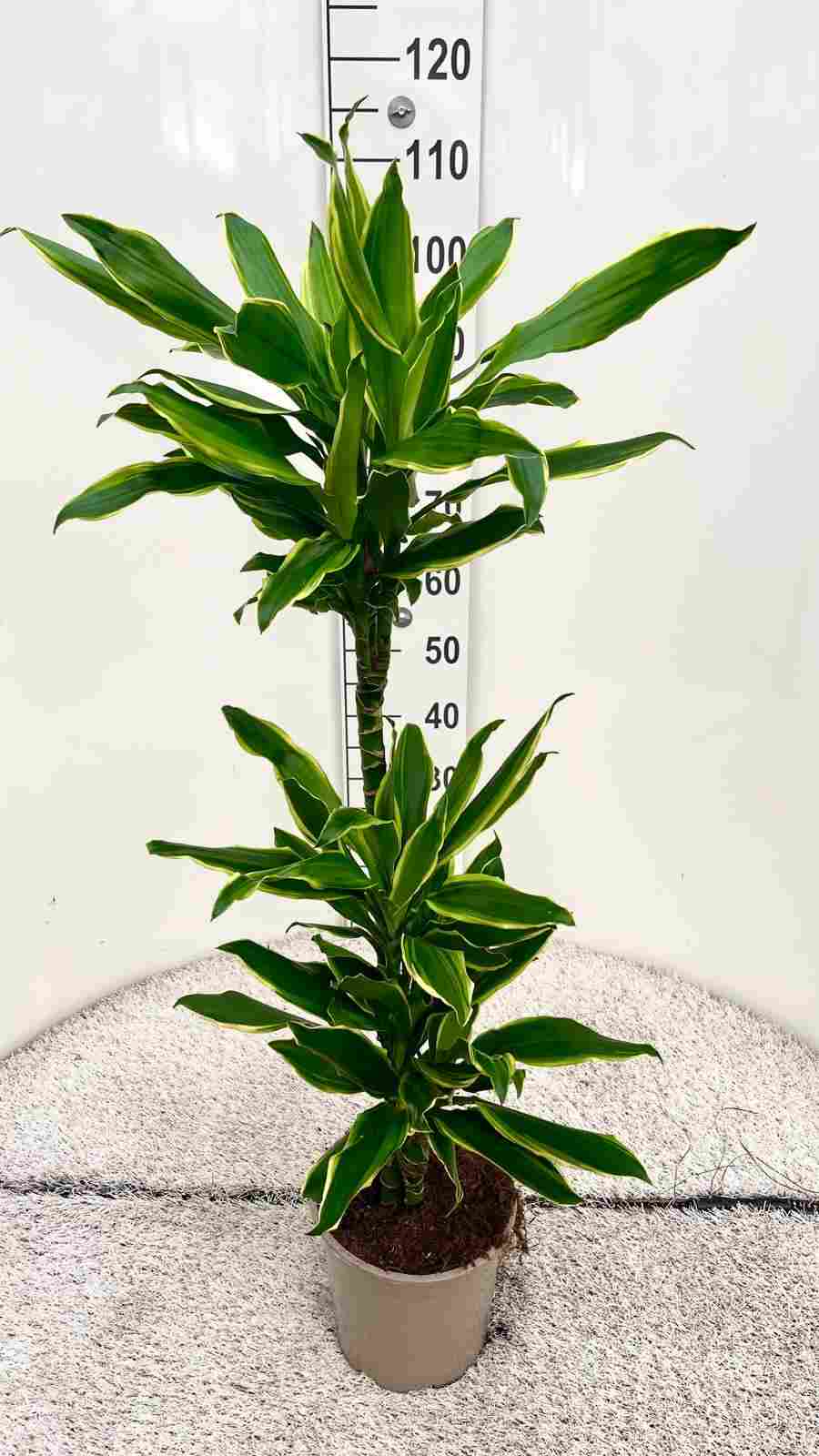 DRACAENA GOLD COAST C 20 60.30.15 CM