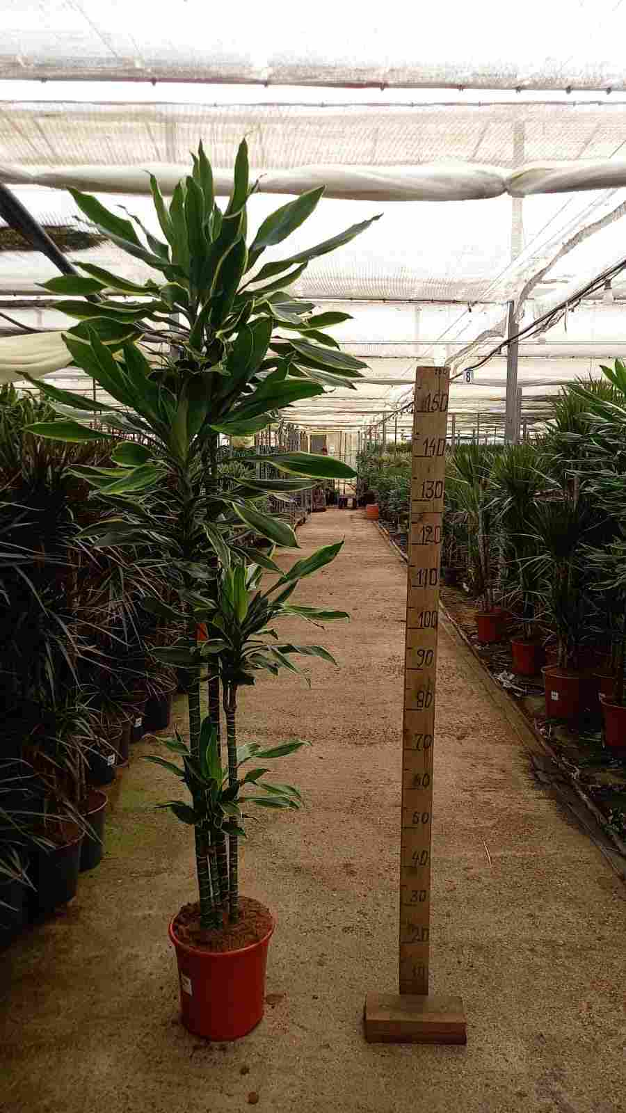 DRACAENA GOLD COAST C 25 120.90.60.30 CM