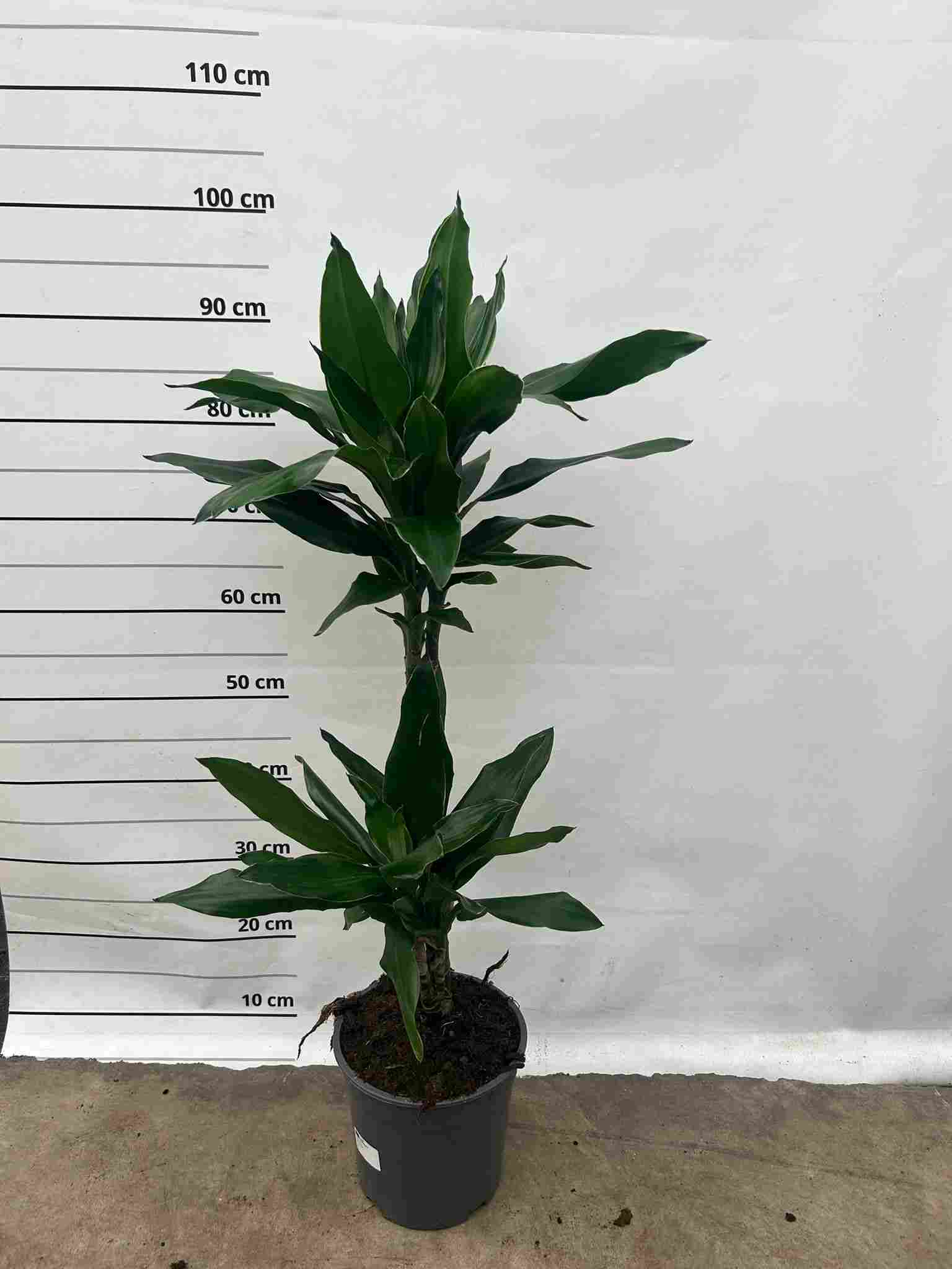 DRACAENA GREEN JEWEL C 17 45.20 CM