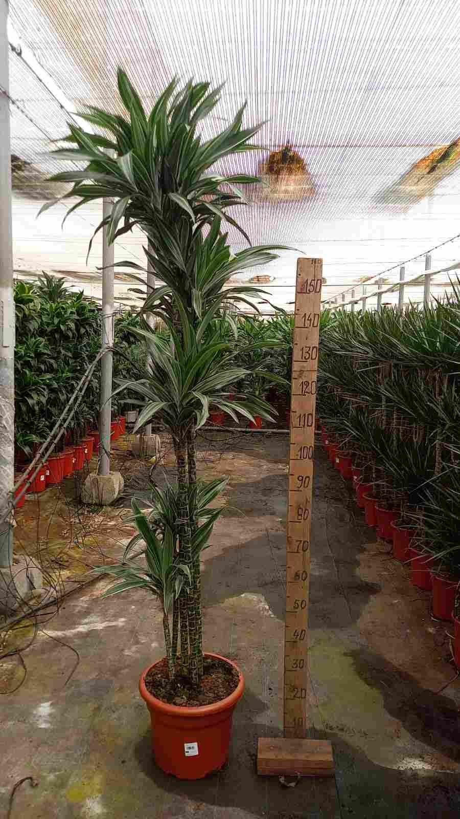 DRACAENA DEREMENSIS C 30 150.120.90.60.30.CM