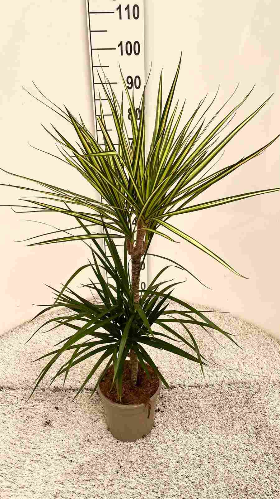 DRACAENA SUNRAY - GREEN C 17 45.15 CM