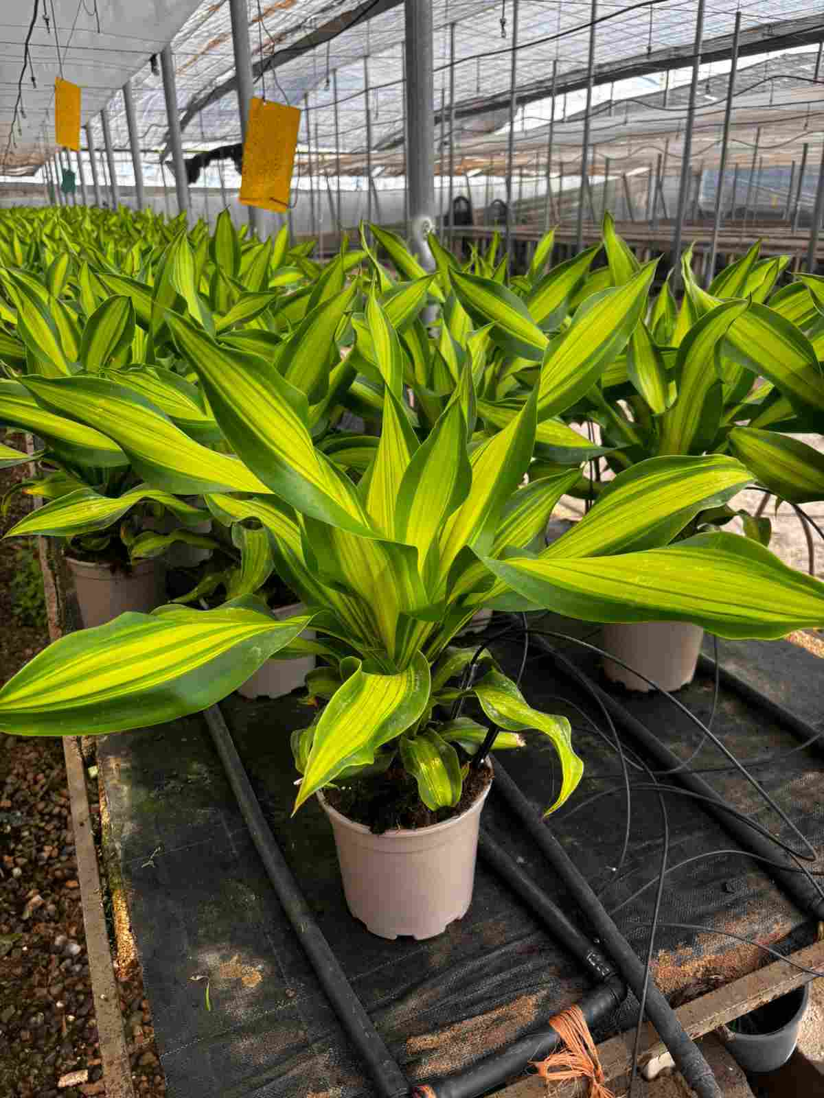 DRACAENA BURLEY C 17