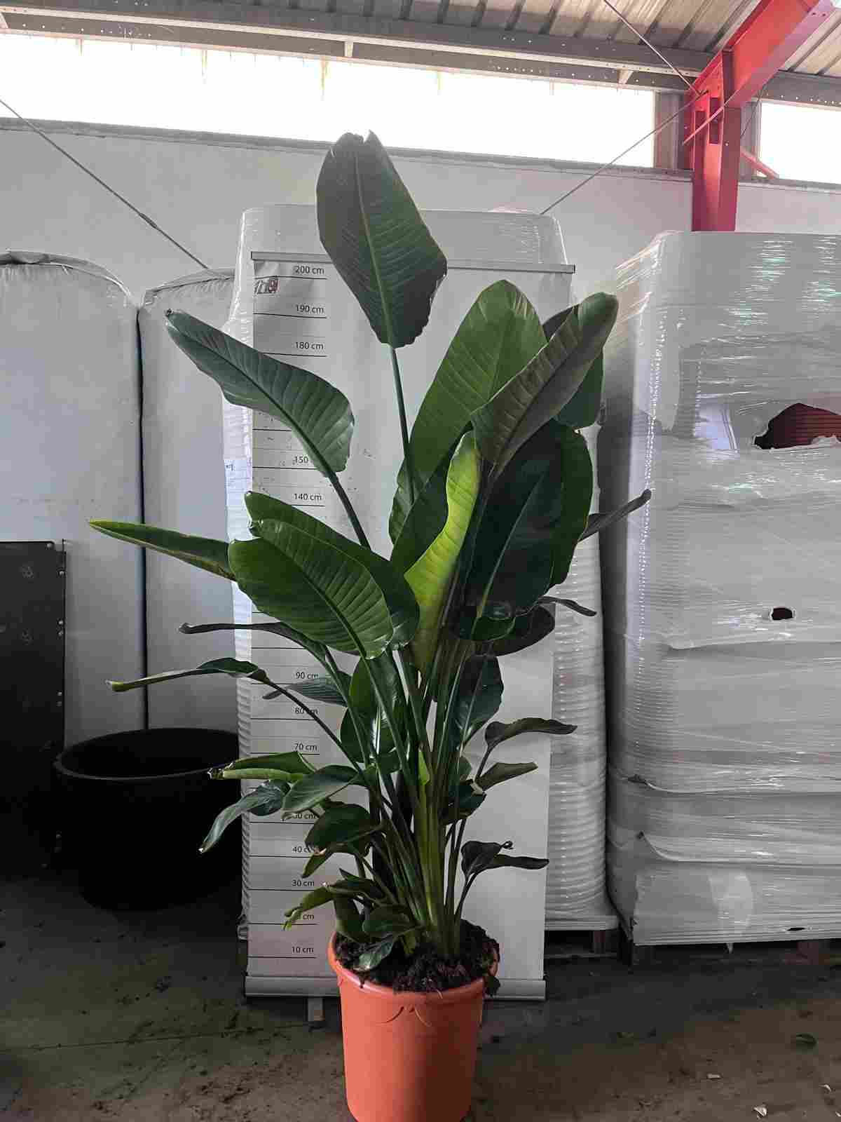 STRELITZIA AUGUSTA C 45 GRUPO