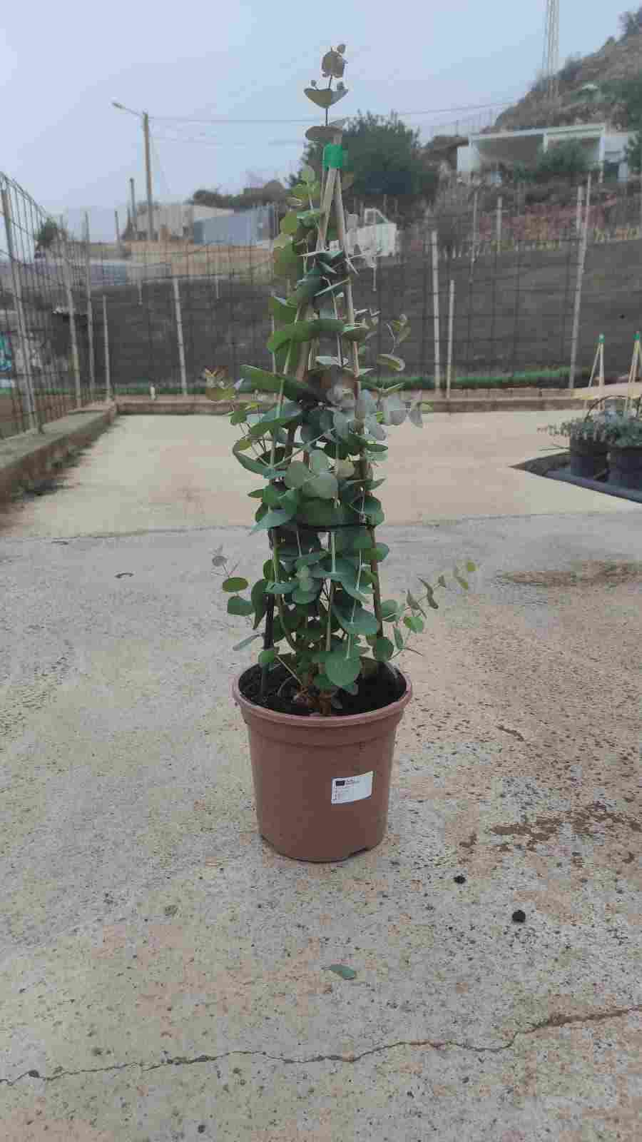 EUCALIPTO GUNNI C 17 PIRÁMIDE 60 CM