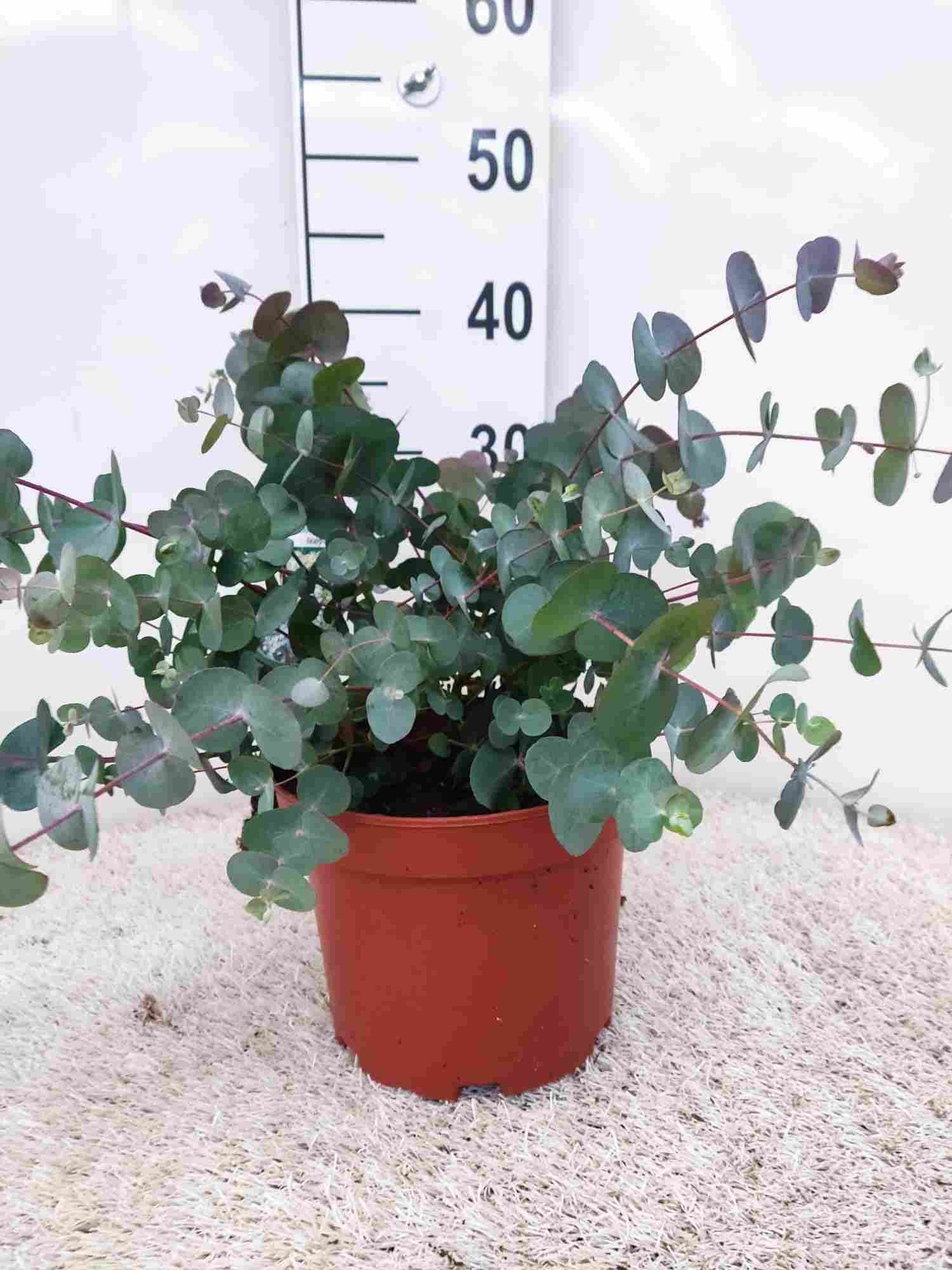 EUCALIPTO GUNNI C 19