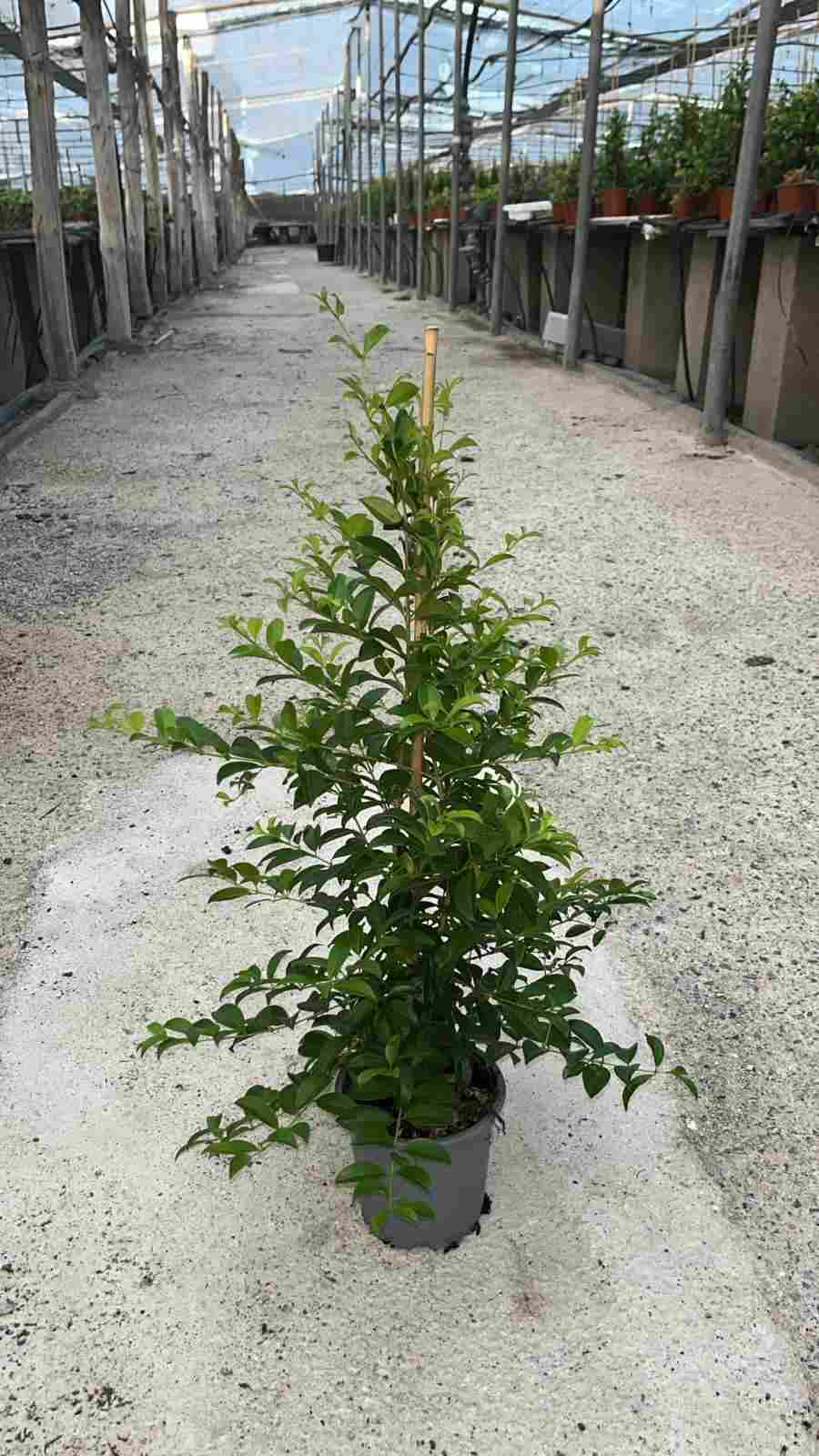 EUGENIA C 14 PIRAMIDE 75 CM