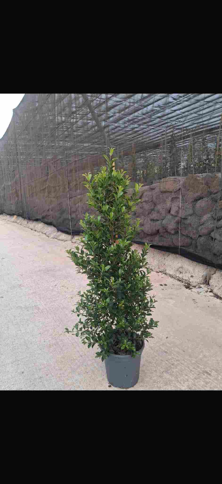 EUGENIA C 20 PIRAMIDE 90 CM