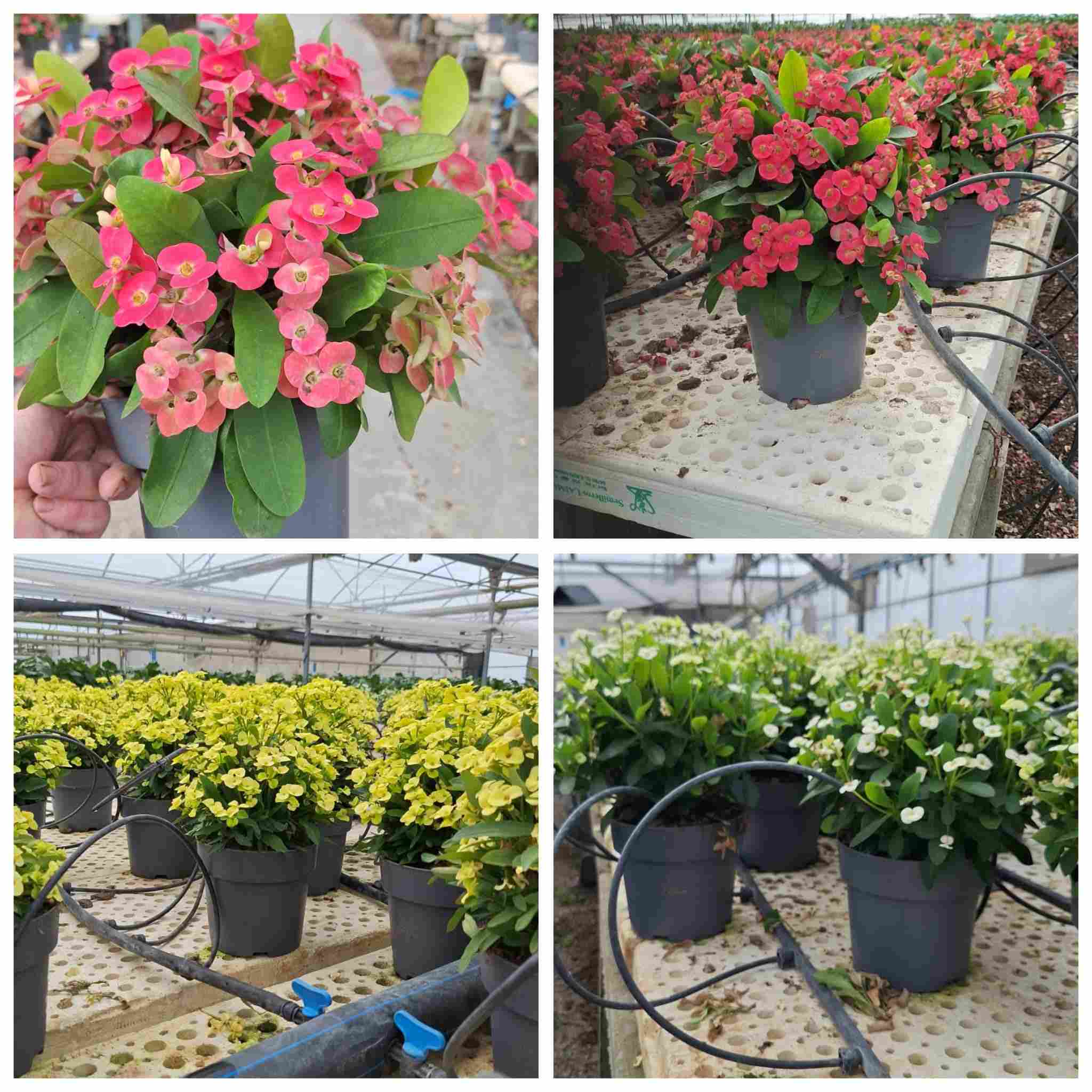 EUPHORBIA MILLI C 17