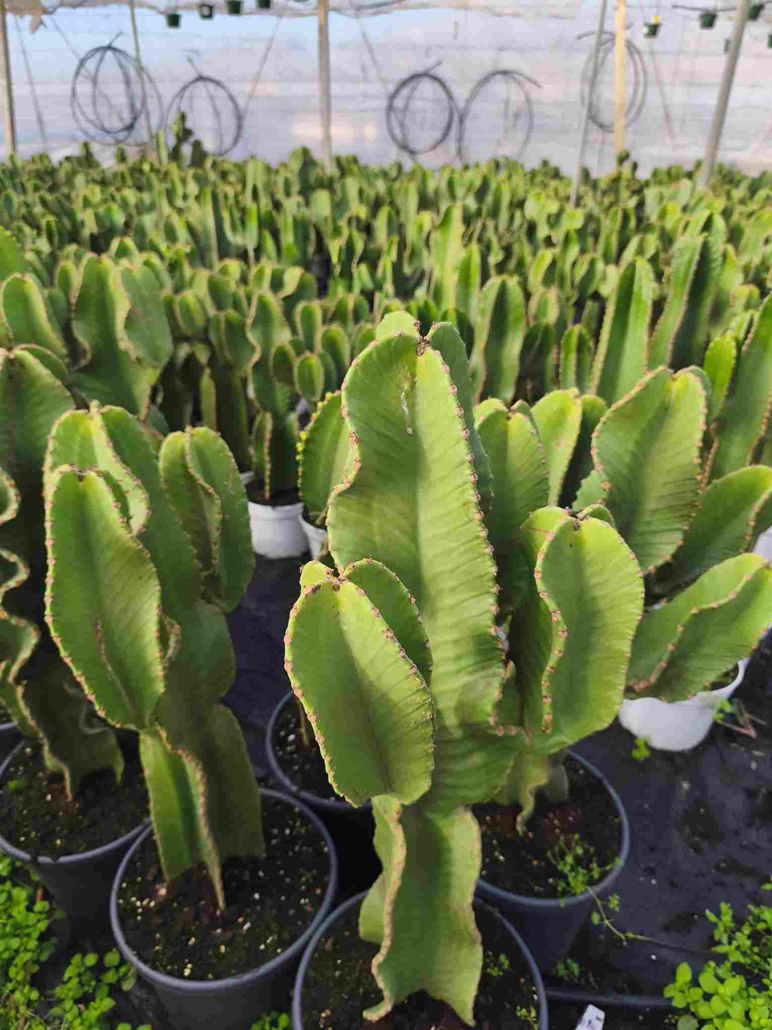 EUPHORBIA INGENS C 30 RAMIFICADA