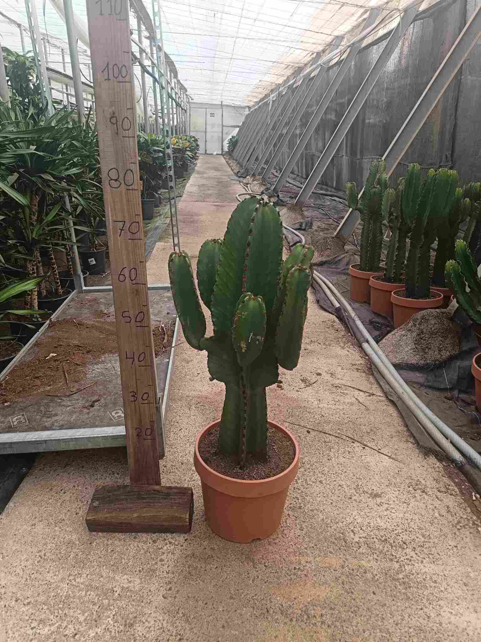 EUPHORBIA INGENS C 24
