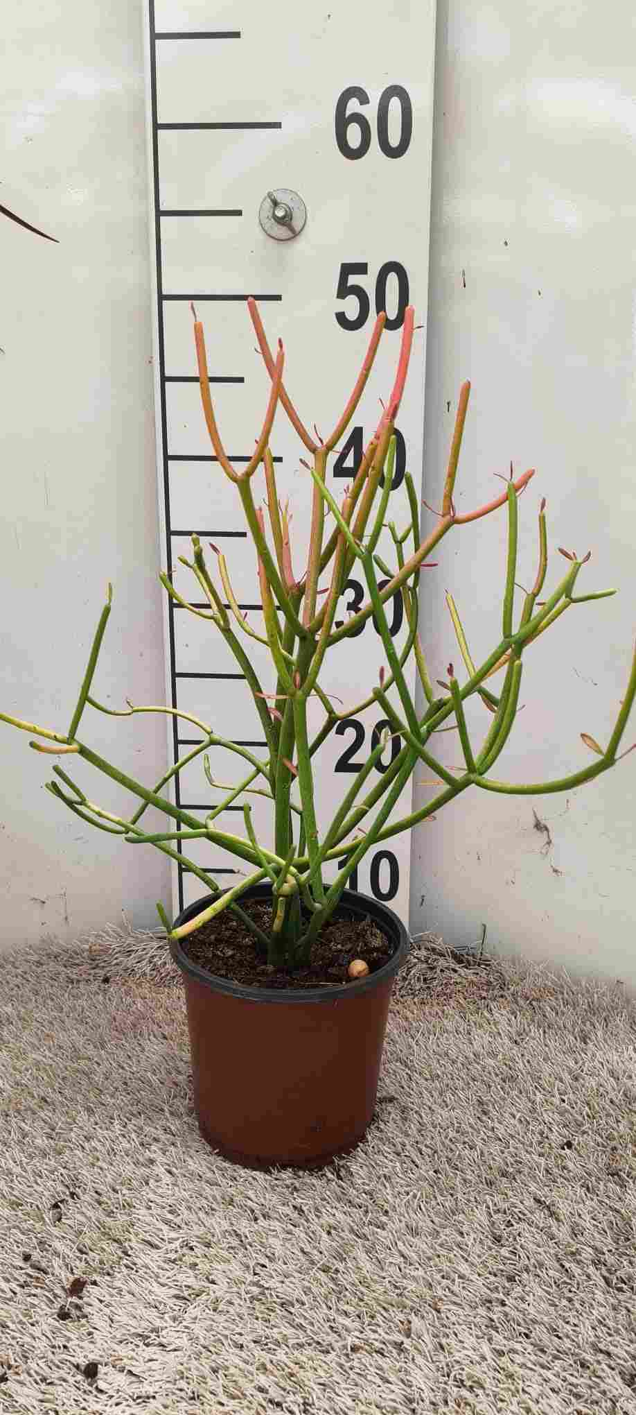 EUPHORBIA TIRUCALLI C 14