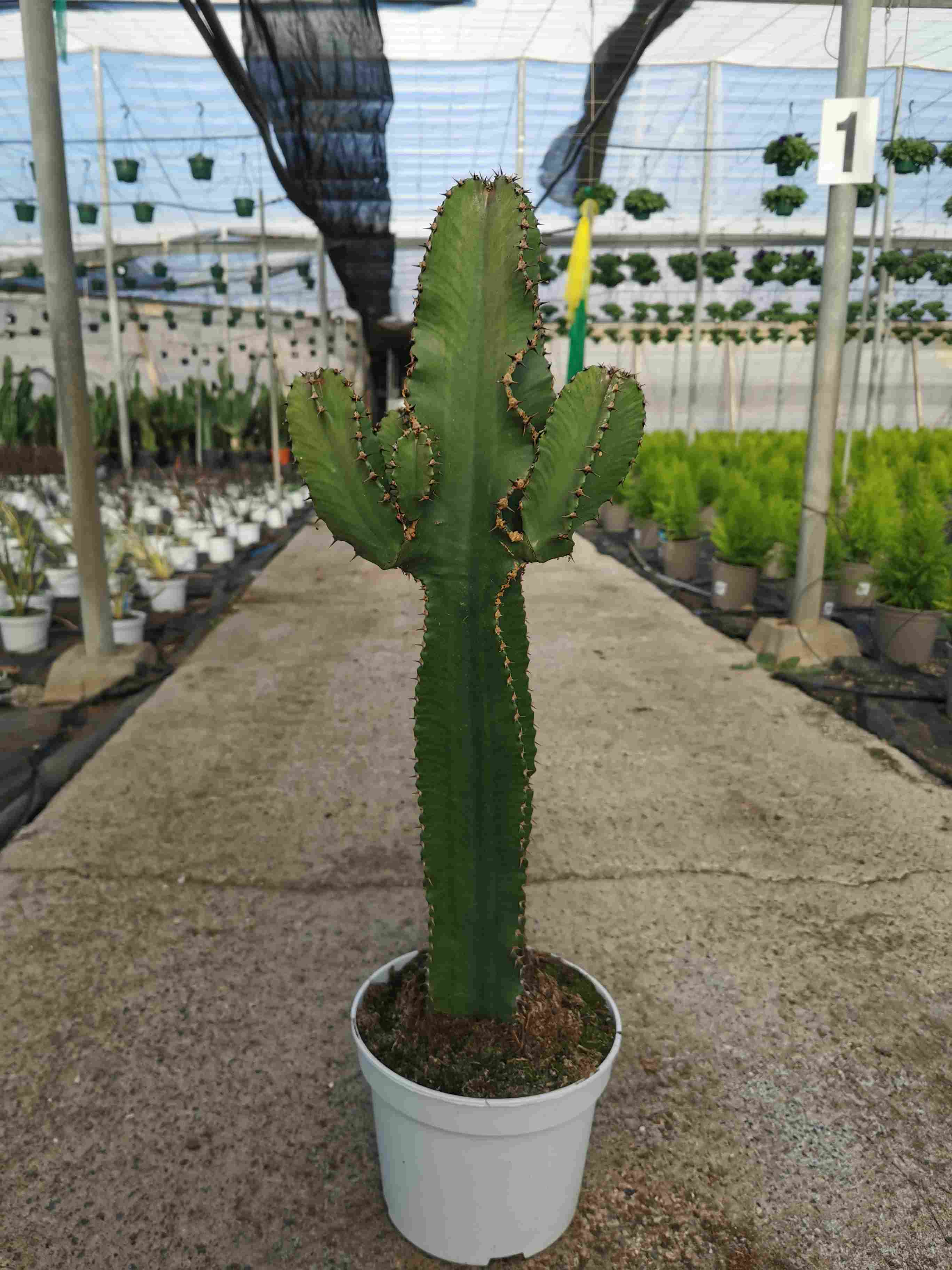 EUPHORBIA INGENS C 23 RAMIFICADA