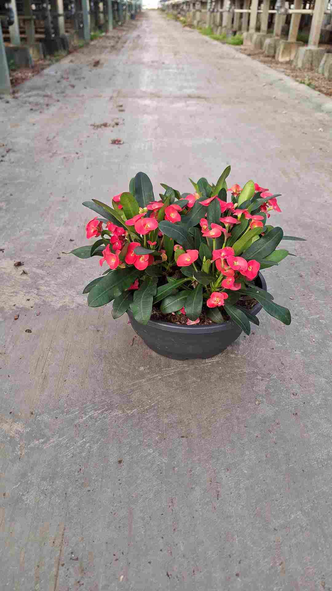 EUPHORBIA MILLI C 23 TARRINA
