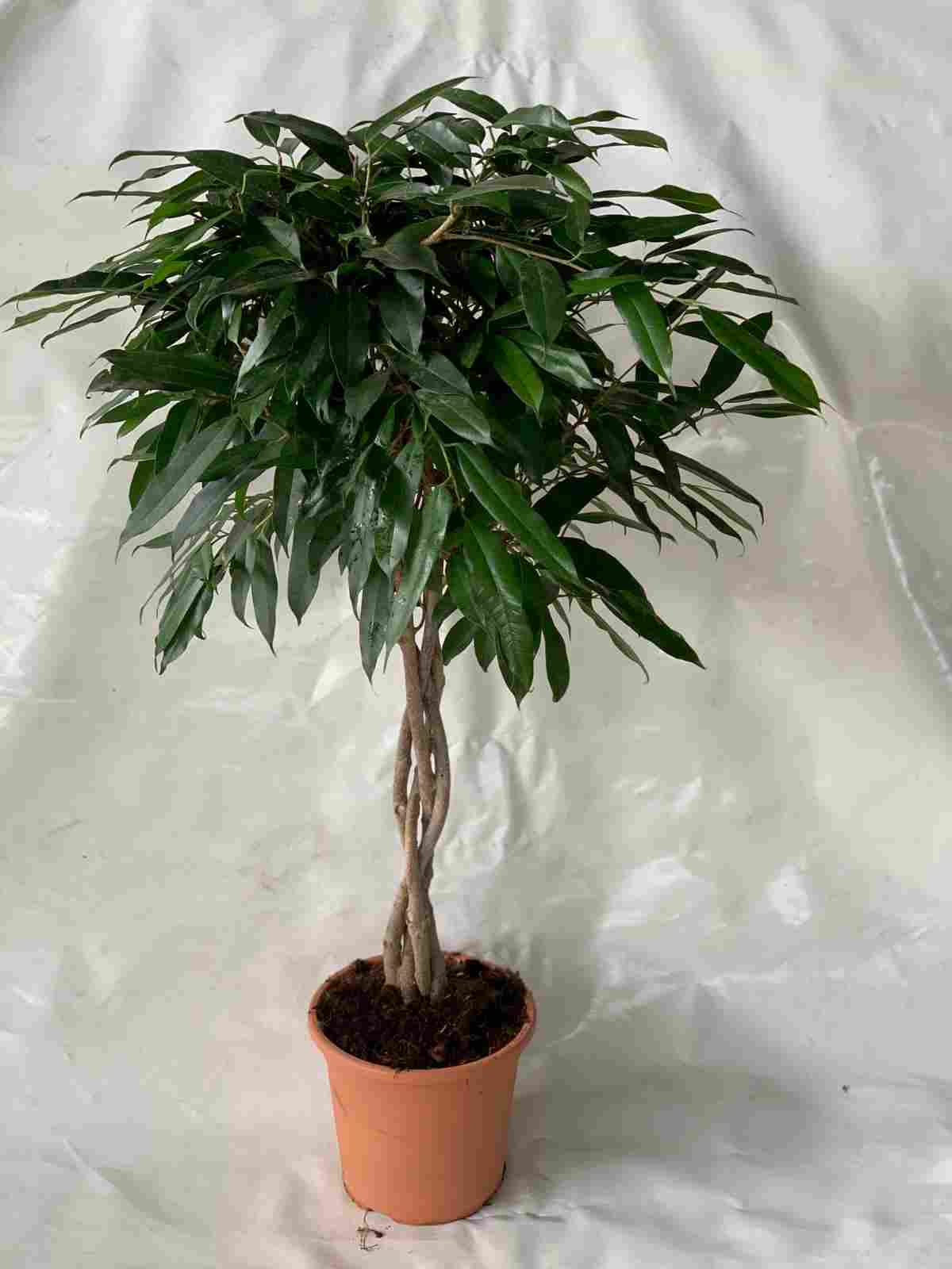 FICUS AMSTEL KING TRENZADO C 25 1,10 M