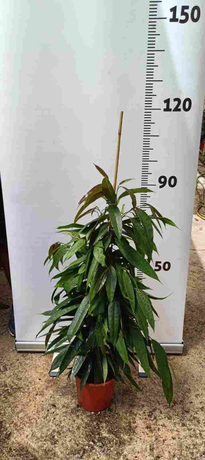FICUS AMSTEL KING C 20 120 CM 1 CAÑA