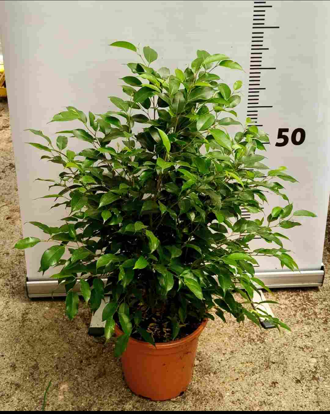 FICUS NATASJA C 20 ARBUSTIVO