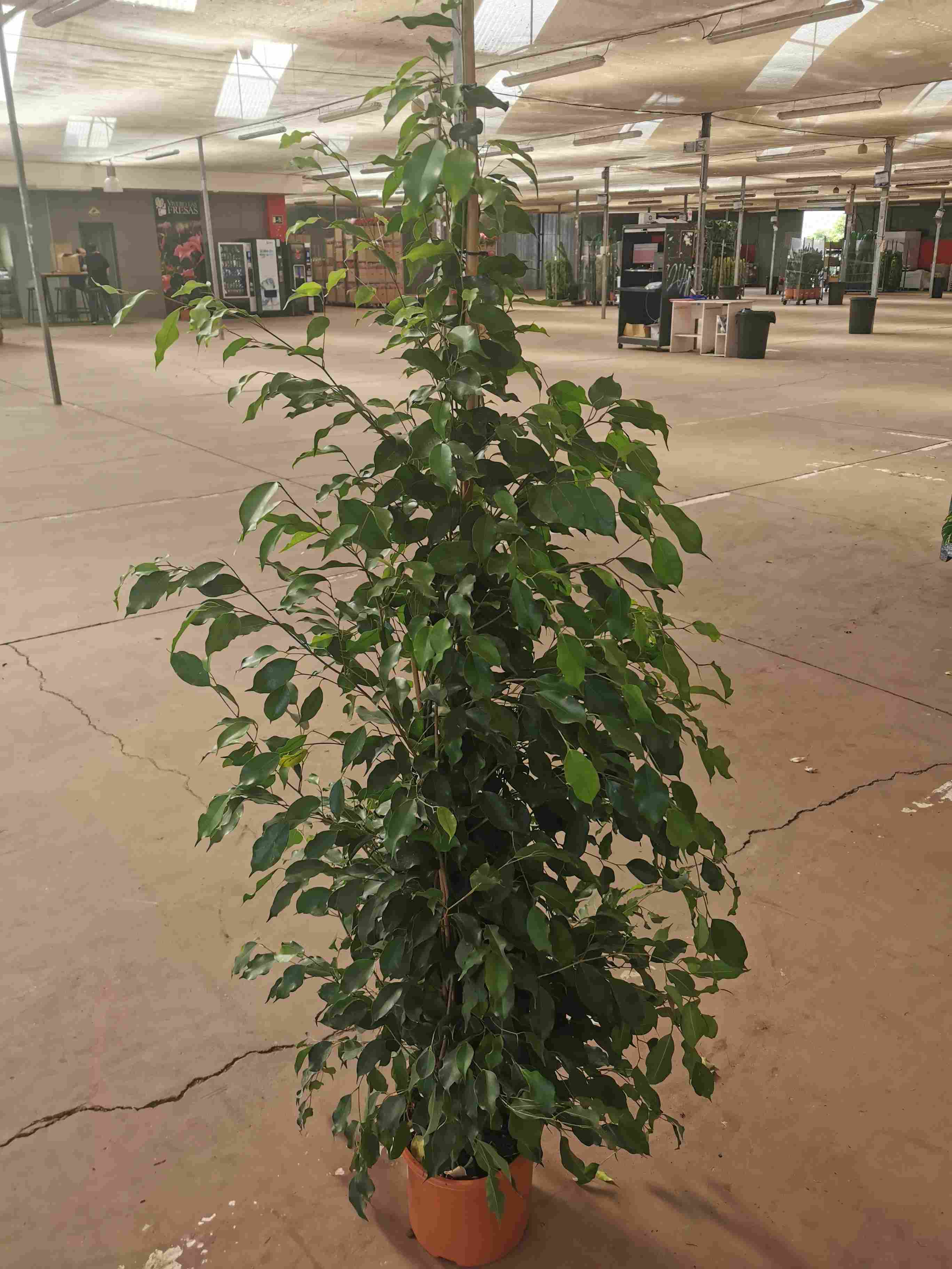 FICUS BENJAMINA "EXOTICA" C 25 1.80 M "745"