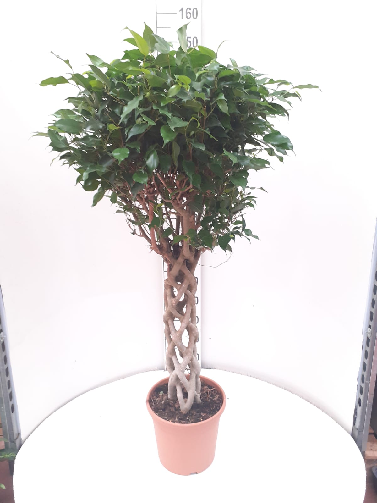 FICUS BENJAMINA COLUMNA C 30 1.40 - 1.50 M