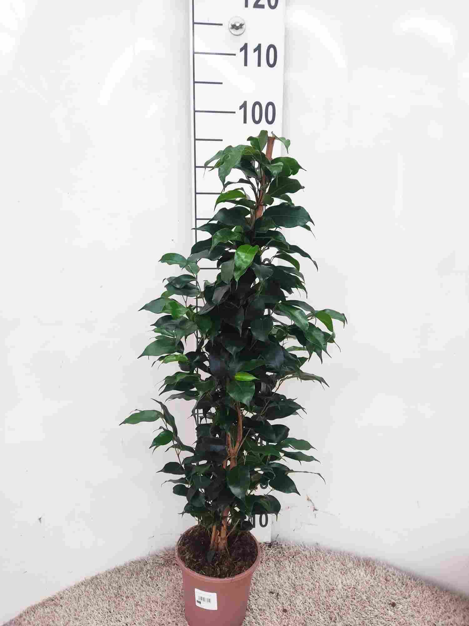 FICUS DANIELLE C 17 0.90 M