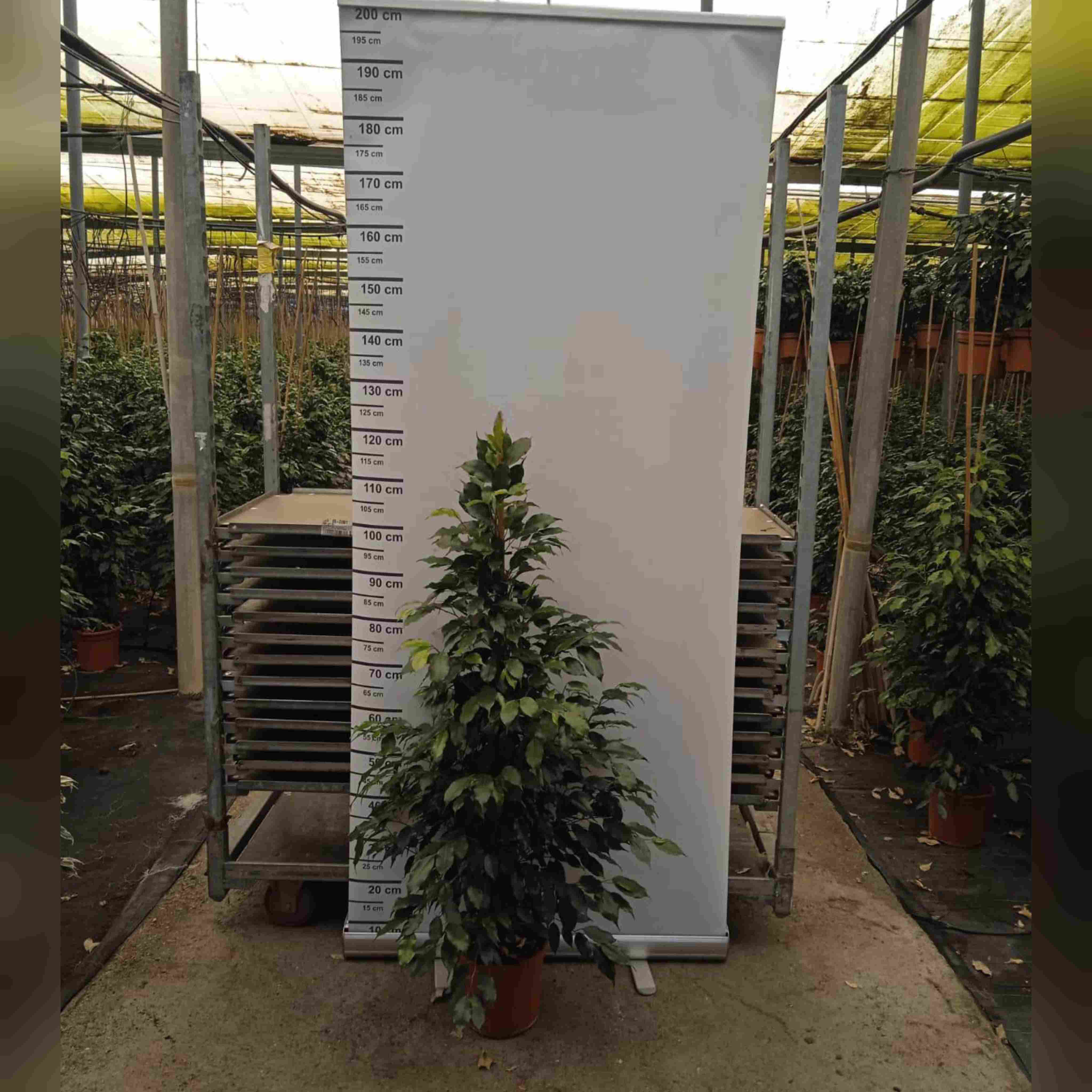 FICUS DANIELLE C 20 1.20 M