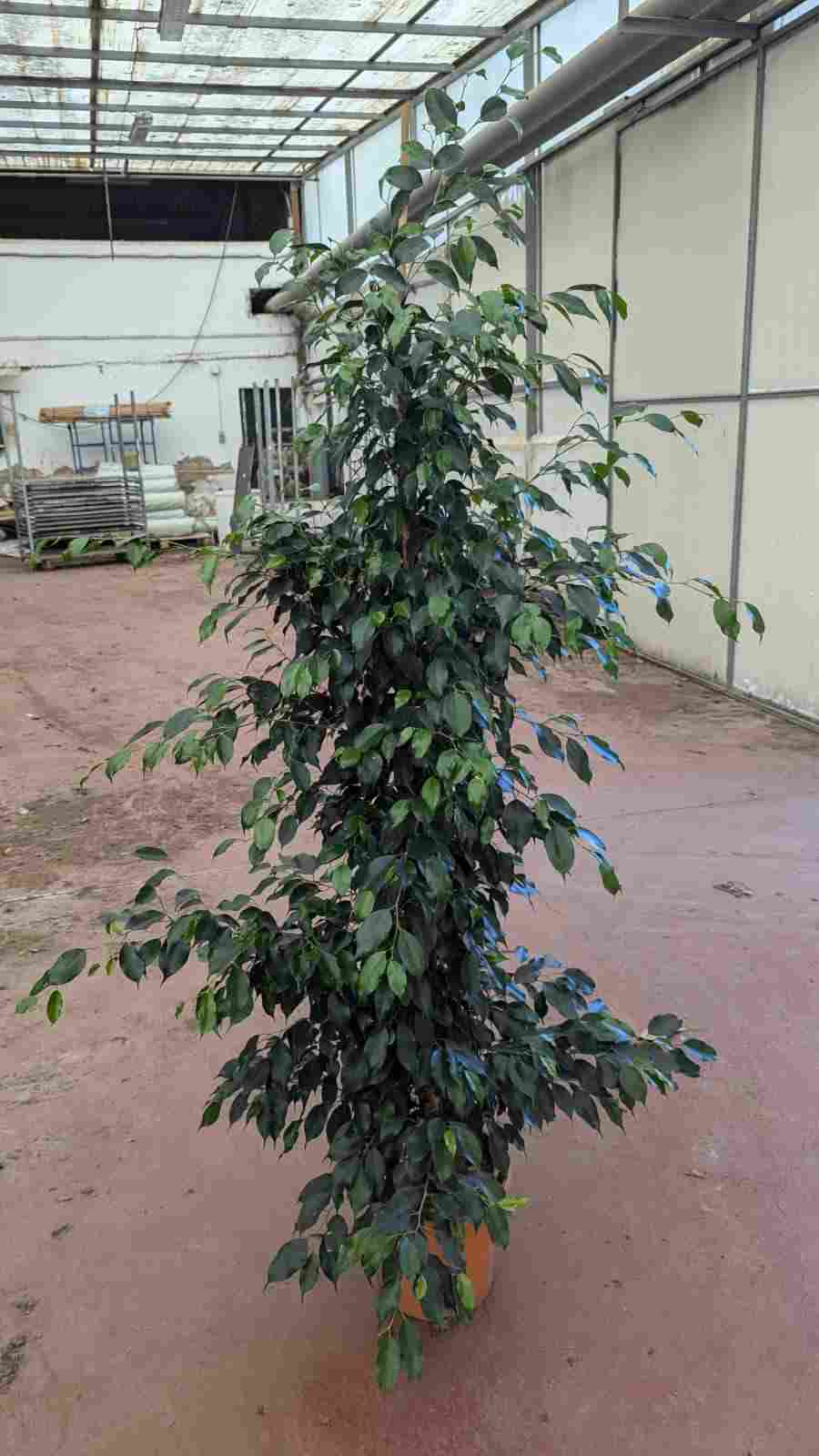 FICUS DANIELLE C 25 1.80 M (745)
