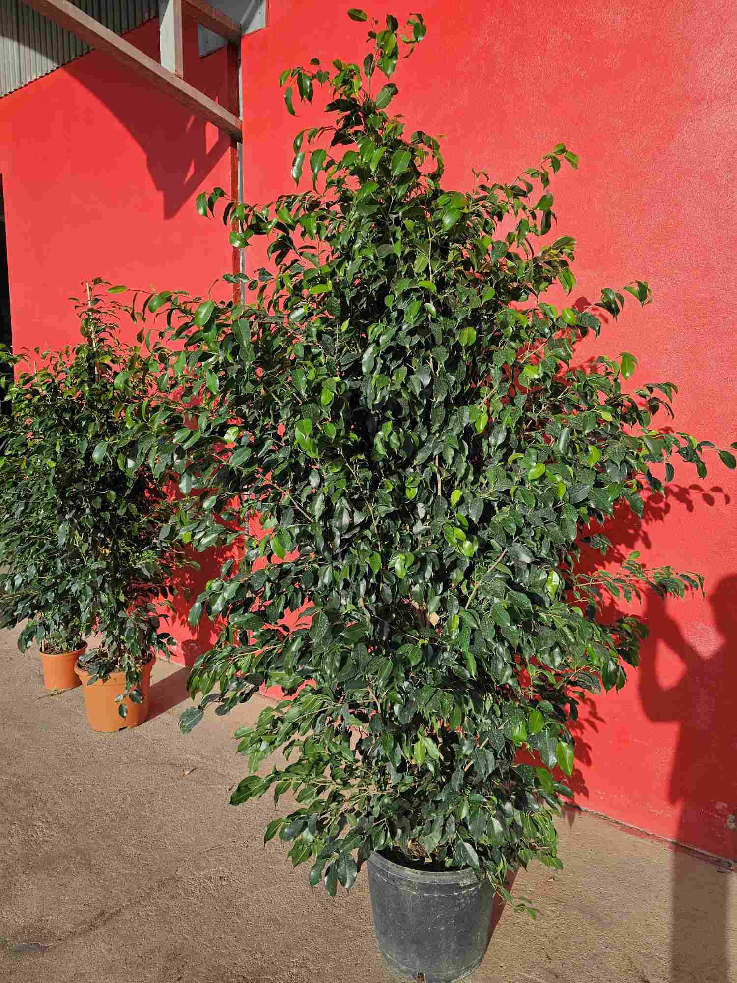 FICUS DANIELLE C 40 2.10 M