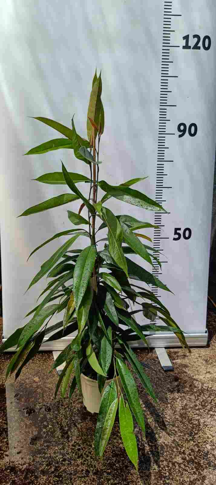 FICUS AMSTEL KING C 17 90 CM 1 CAÑA