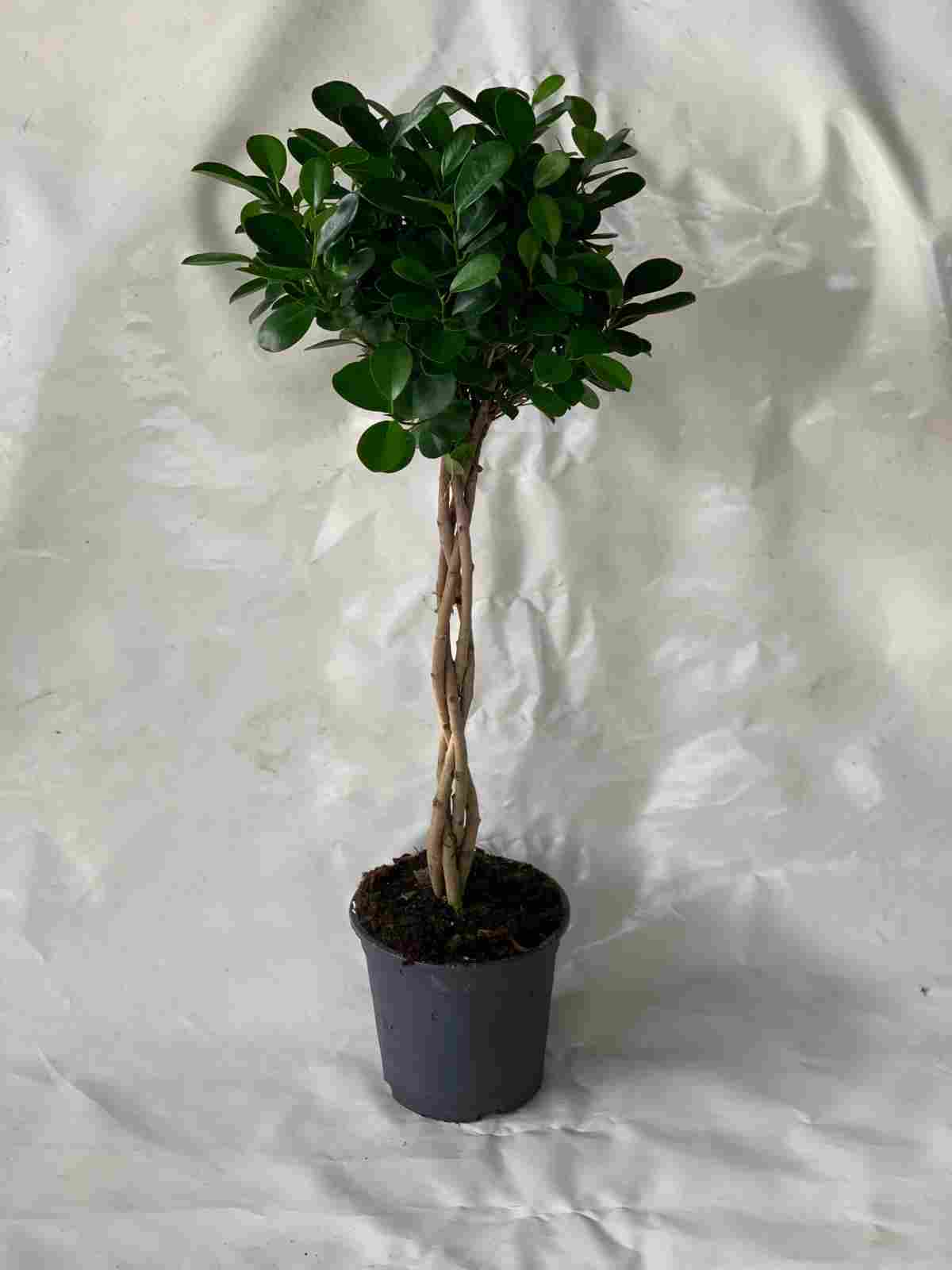 FICUS MOCLAMEN TRENZADO C 22 0.90 CM