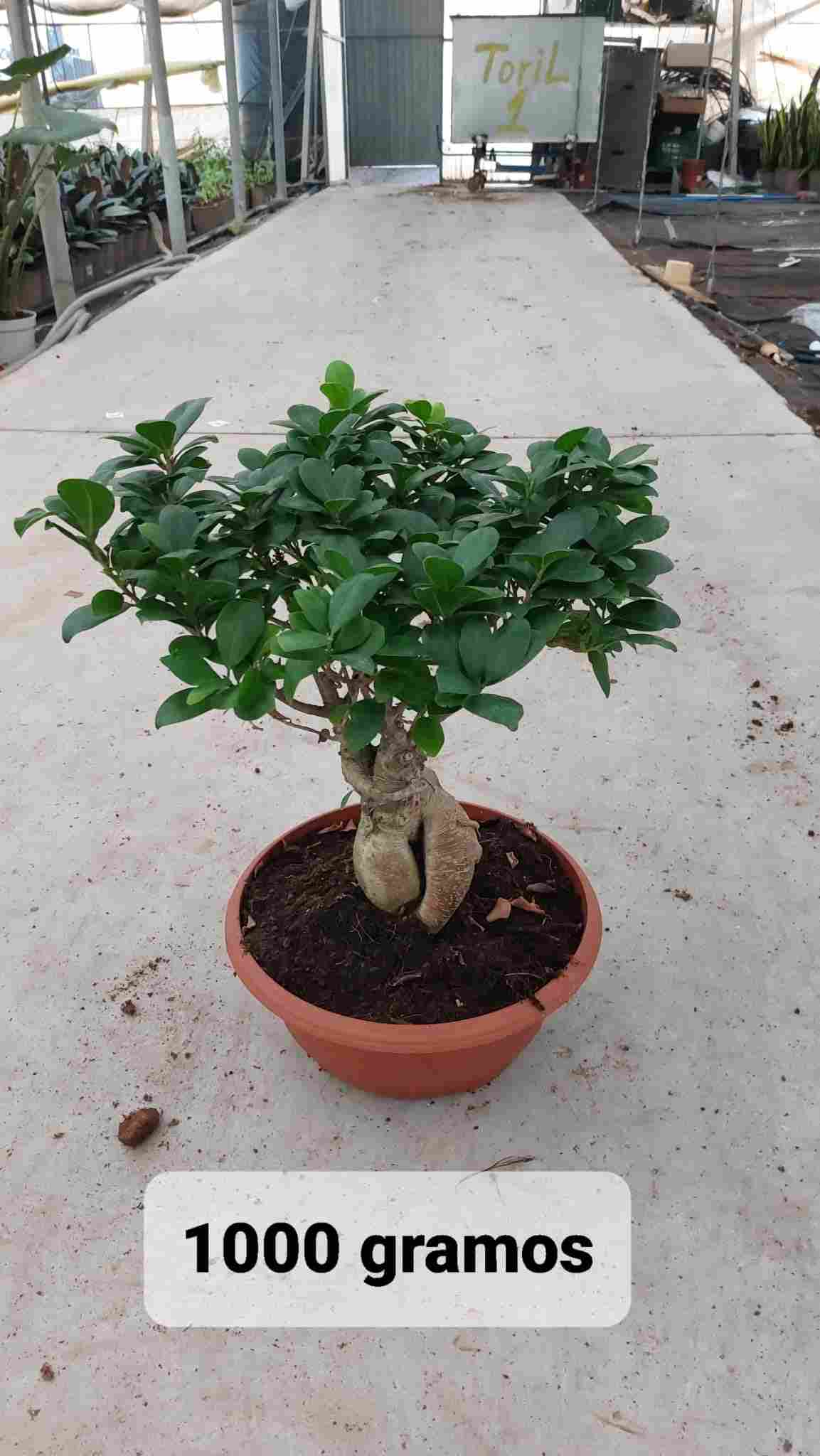 F MICROCARPA GINSENG BOL ROMA C 30 1000 GR