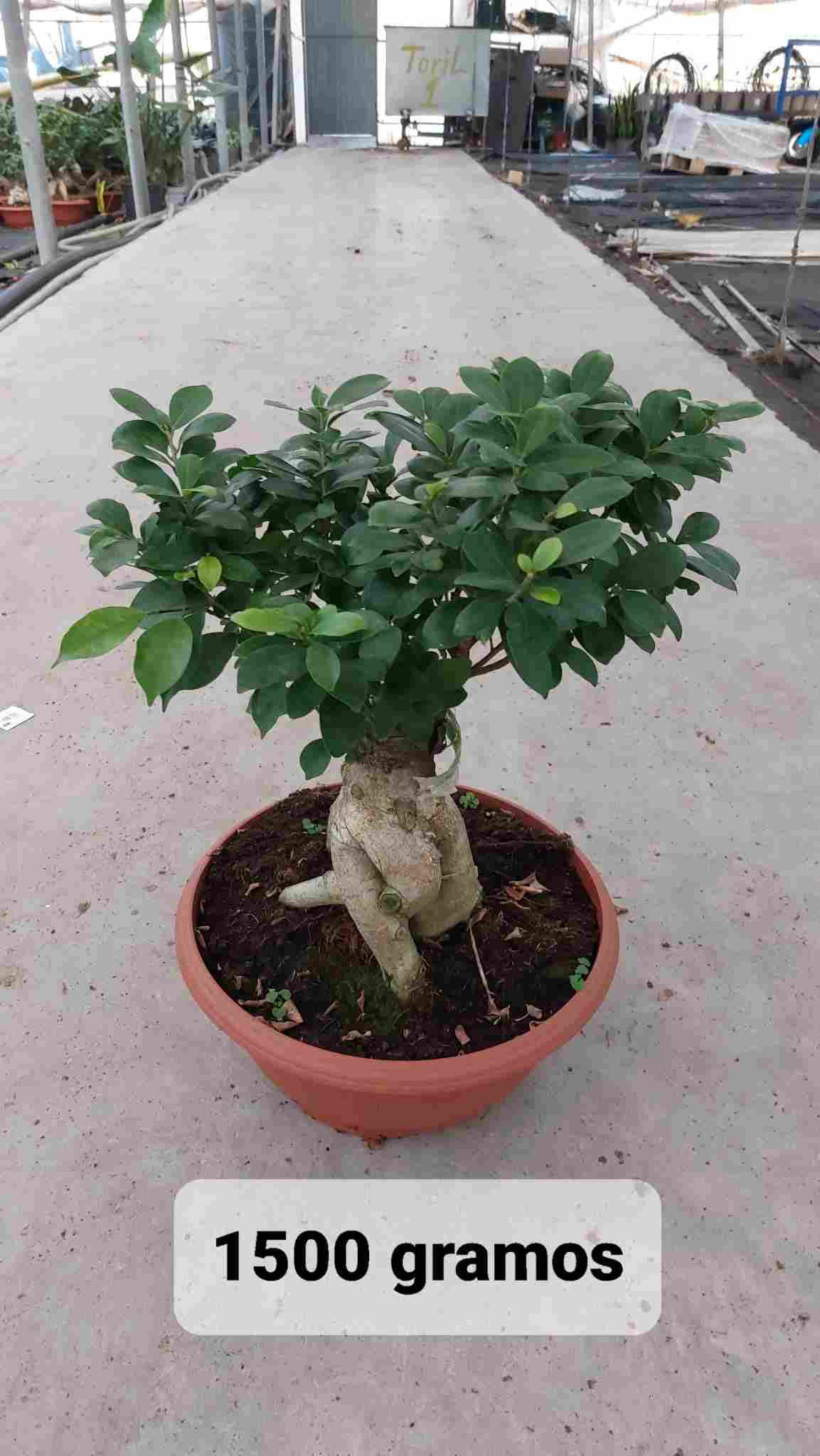 F MICROCARPA GINSENG BOL ROMA C 35 1500 GR