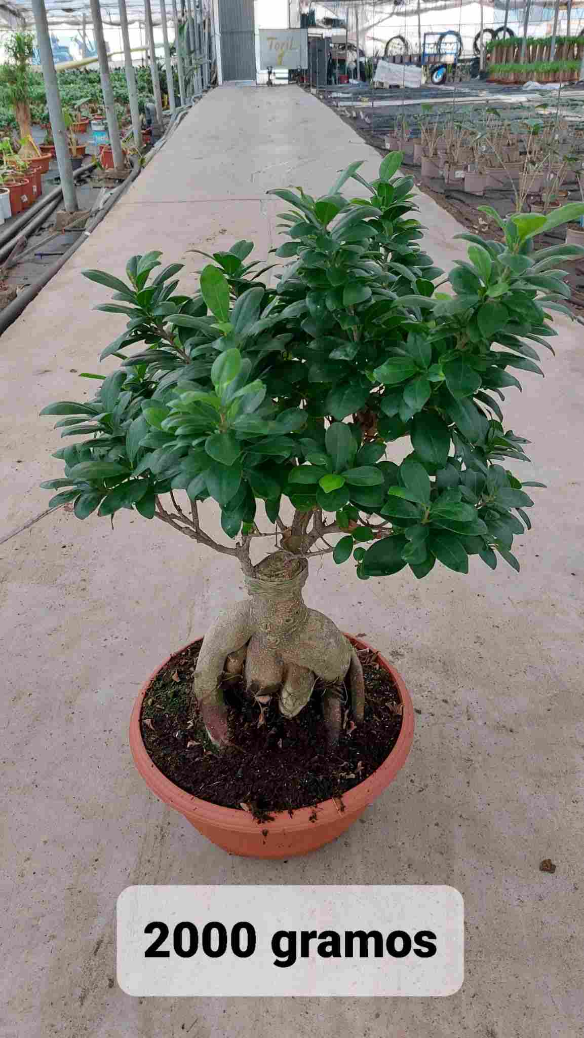 F MICROCARPA GINSENG BOL ROMA C 35 2000 GR