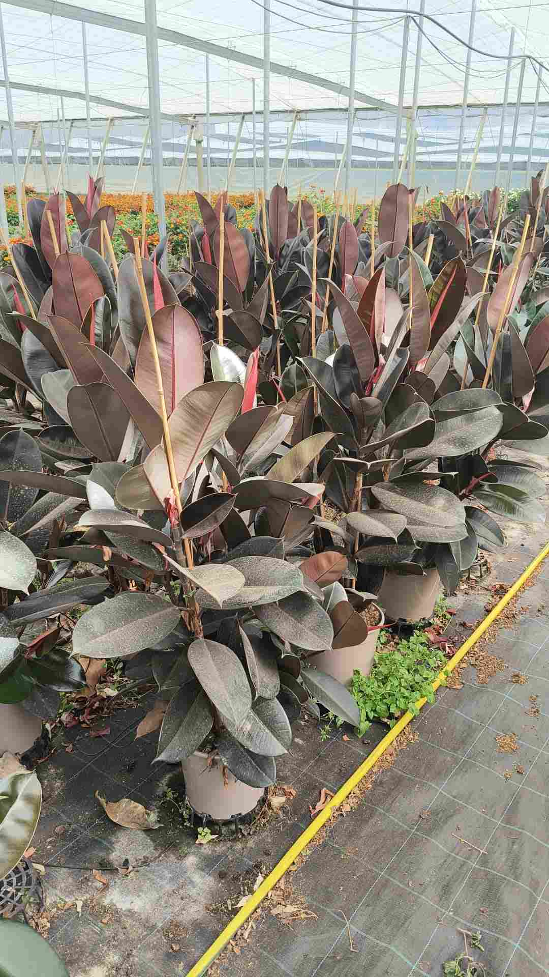 FICUS MIX C 22 1.50 M