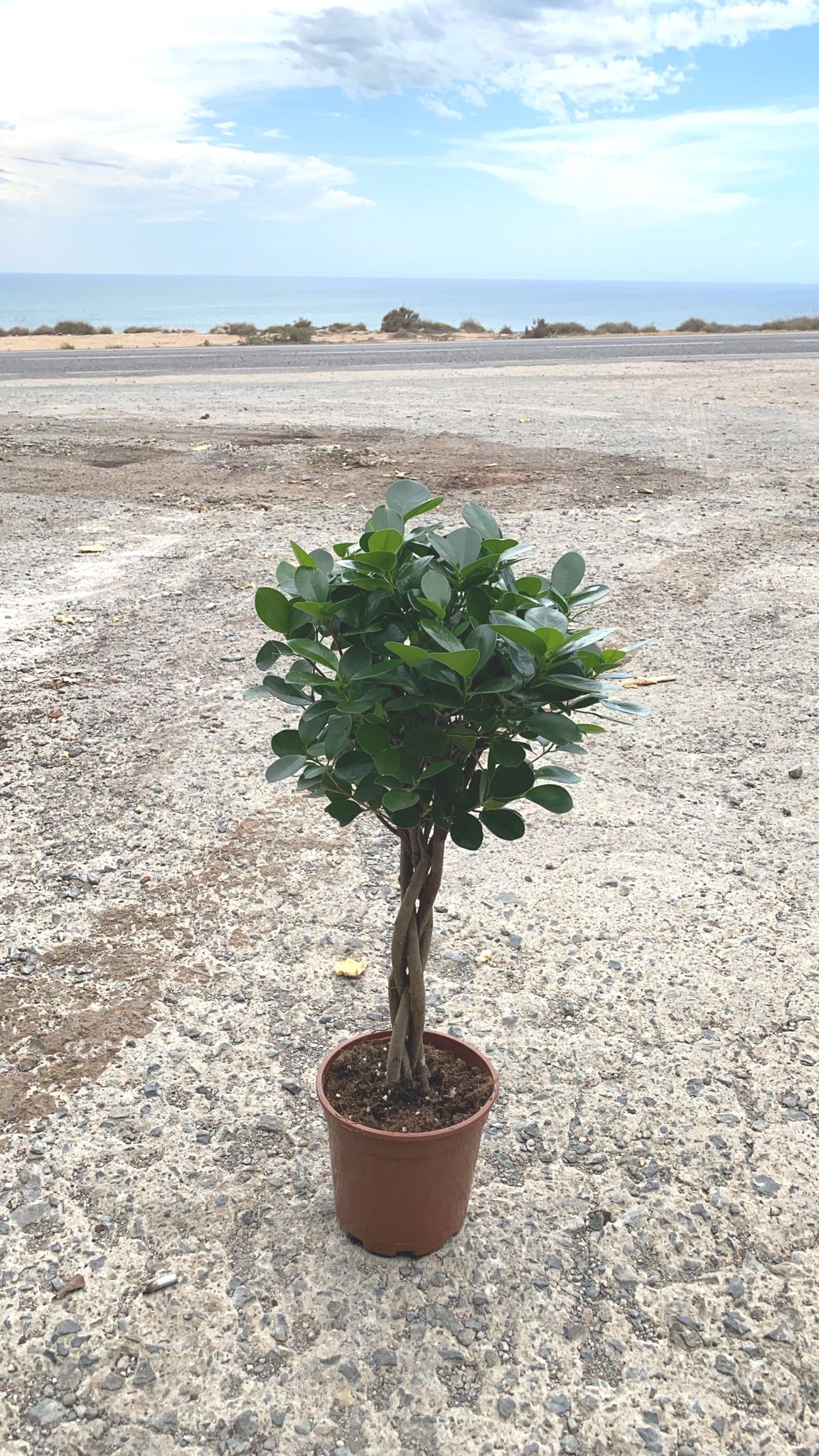 FICUS MOCLAMEN TRENZADO C 17 80 CM
