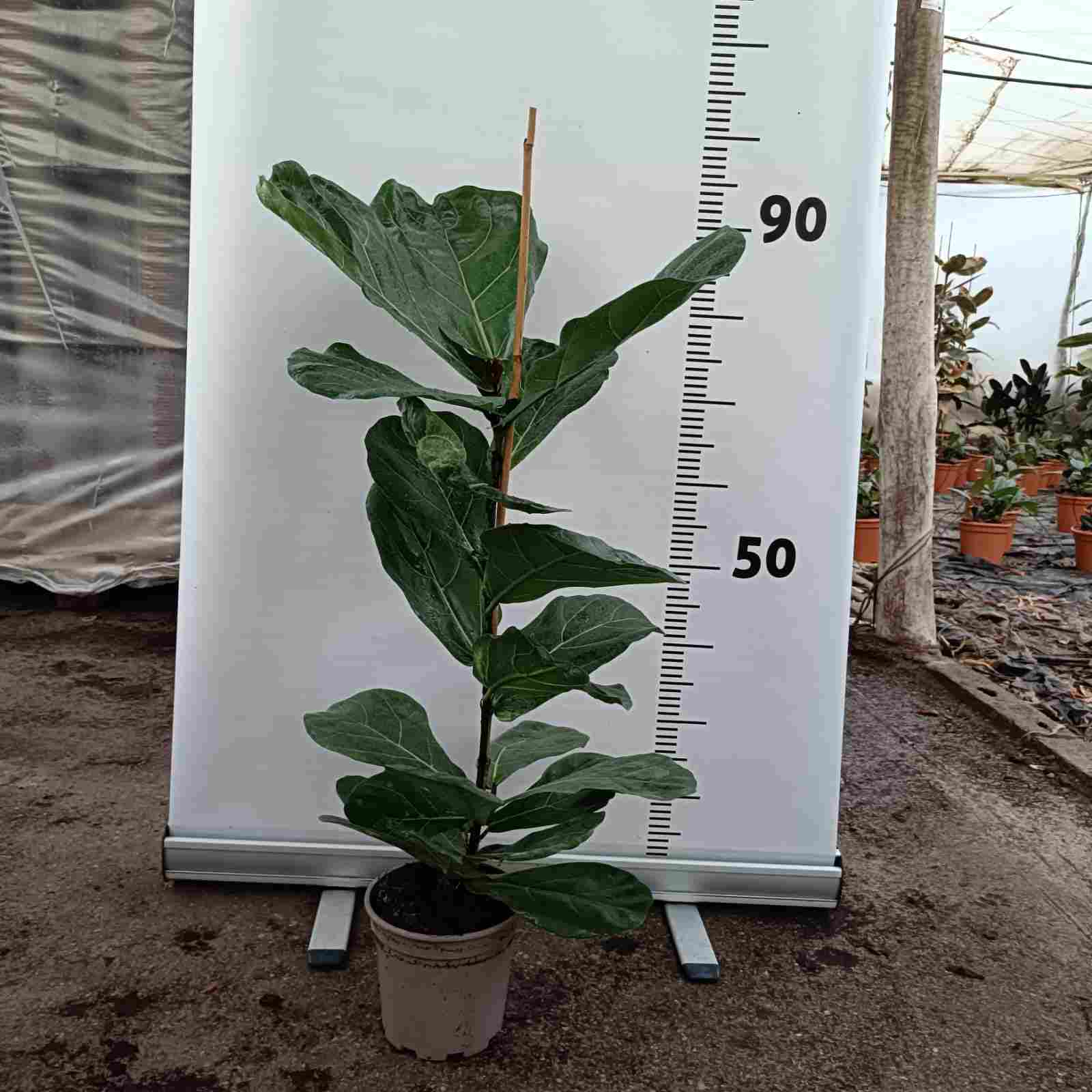 FICUS LYRATA C 17 CAÑA 90 CM