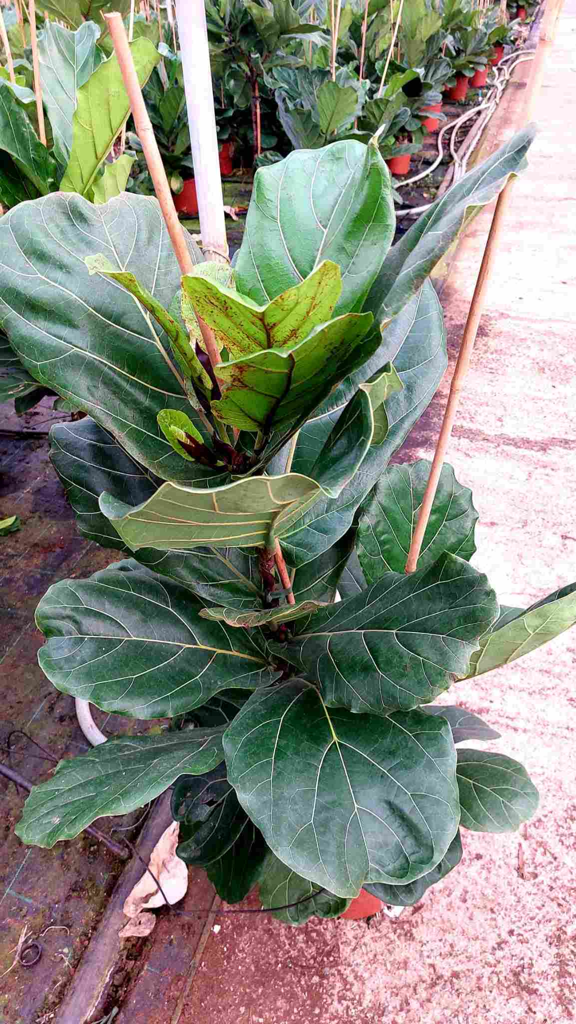 FICUS LYRATA C 22 1.20 CM 2 CAÑAS