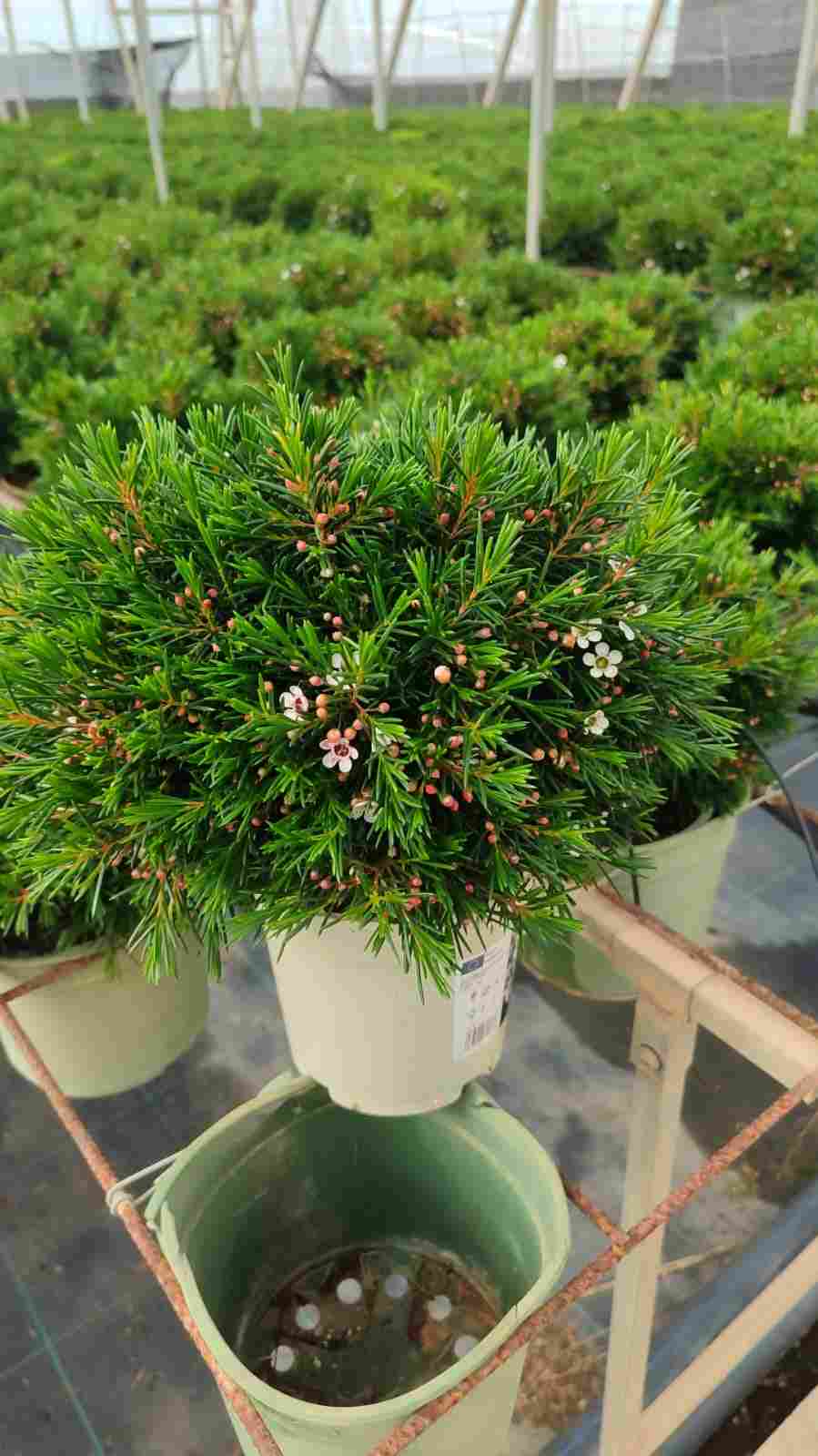 CHAMELACIUM C 14 (FLOR DE CERA)