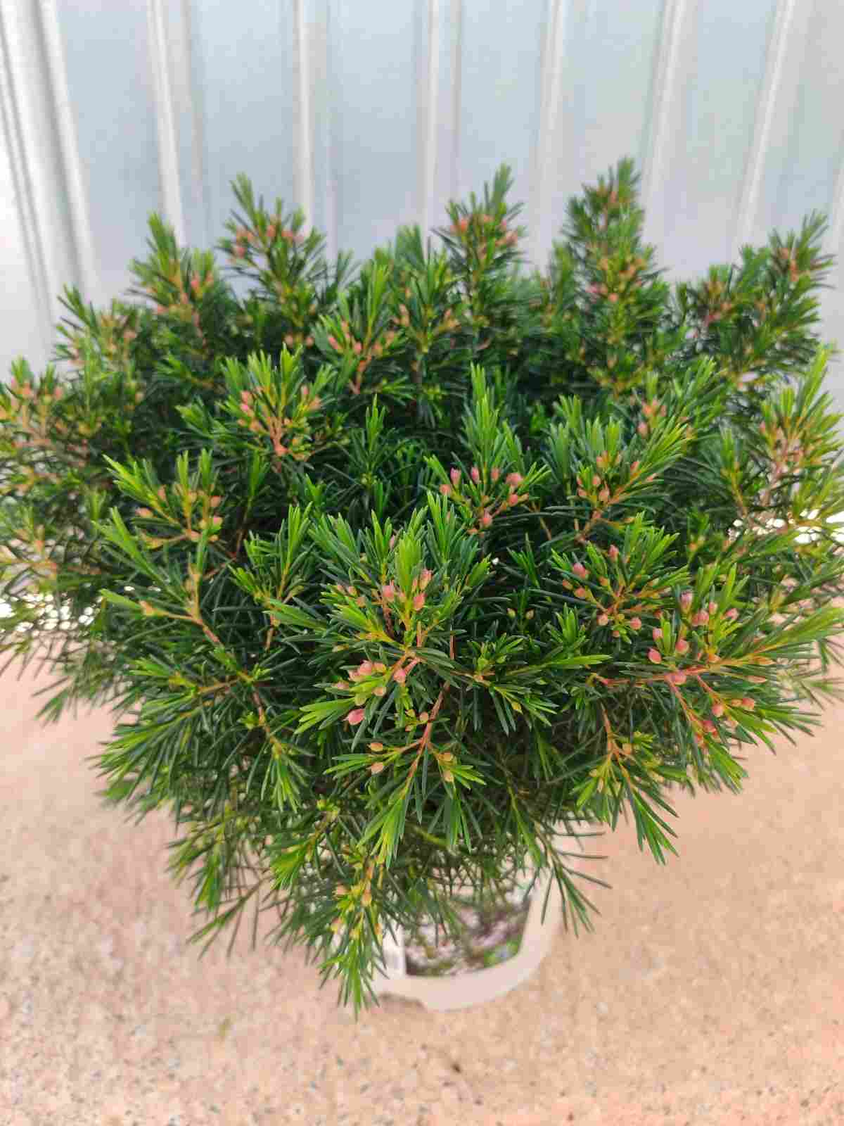 CHAMELACIUM C 17 ARBUSTIVA (FLOR DE CERA)