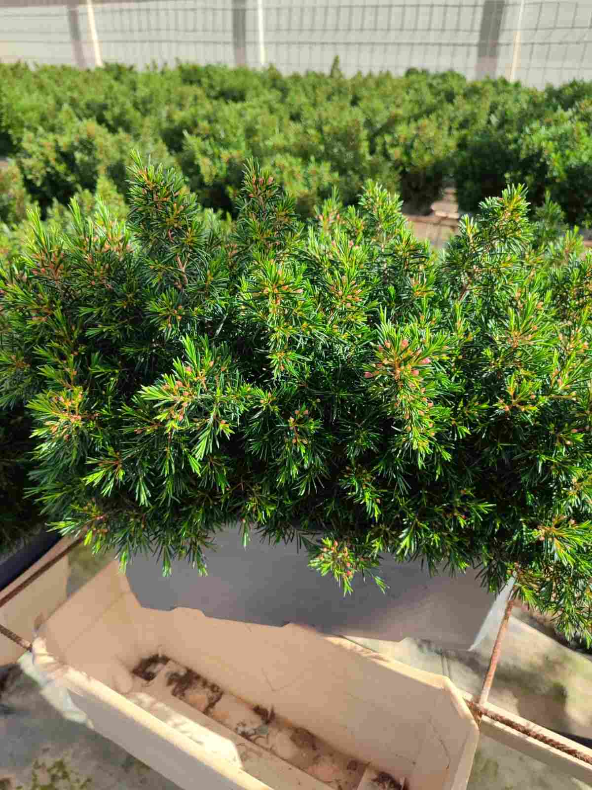 CHAMELACIUM JARDINERA C 40 50 CM (FLOR DE CERA)