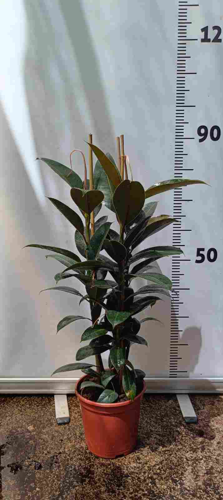 FICUS MELANI C 20 0.90 M 3 CAÑAS