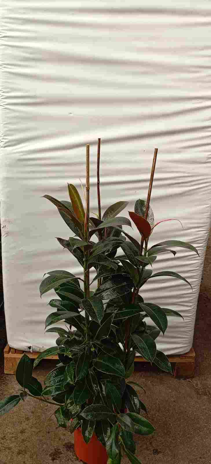 FICUS MELANI C 22 1.20 M 3 CAÑAS