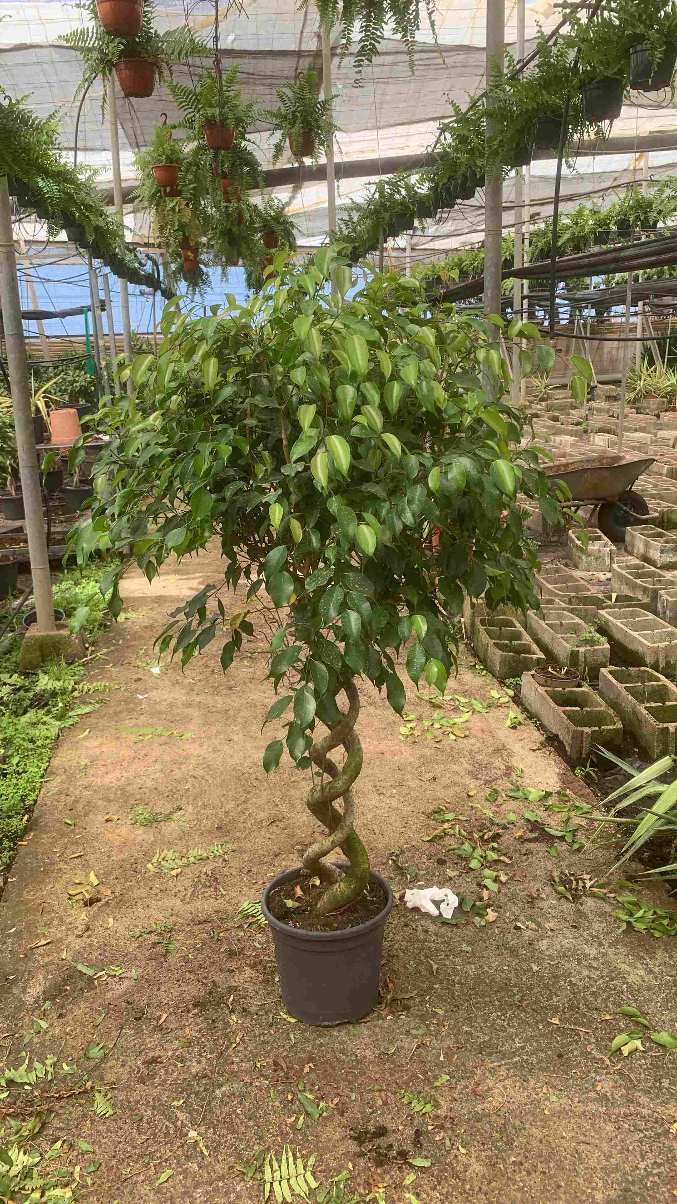 FICUS BENJAMINA DOBLE ESPIRAL C 30 1.40-1.50 M