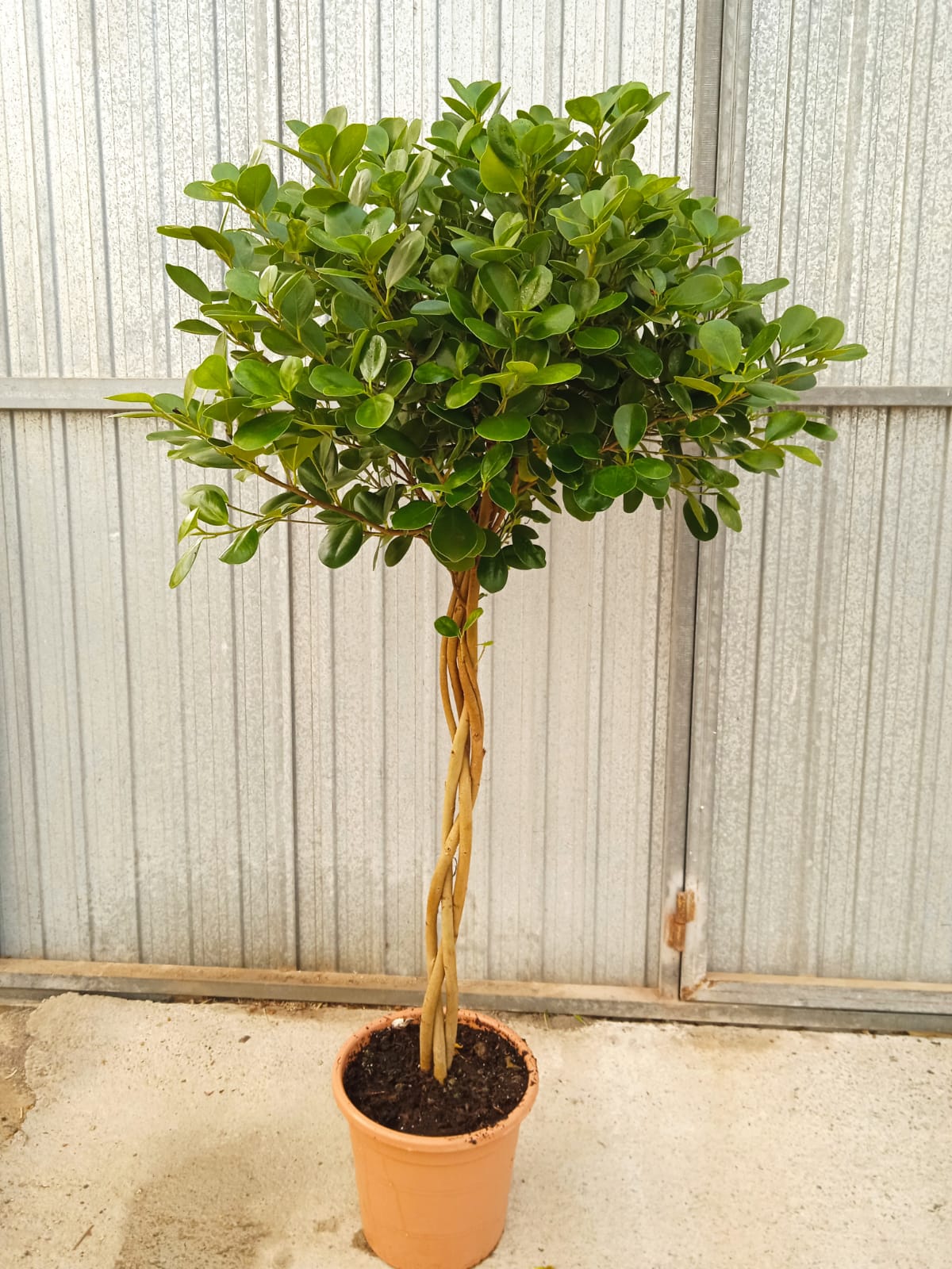 FICUS MARINMA TRENZADO C 25
