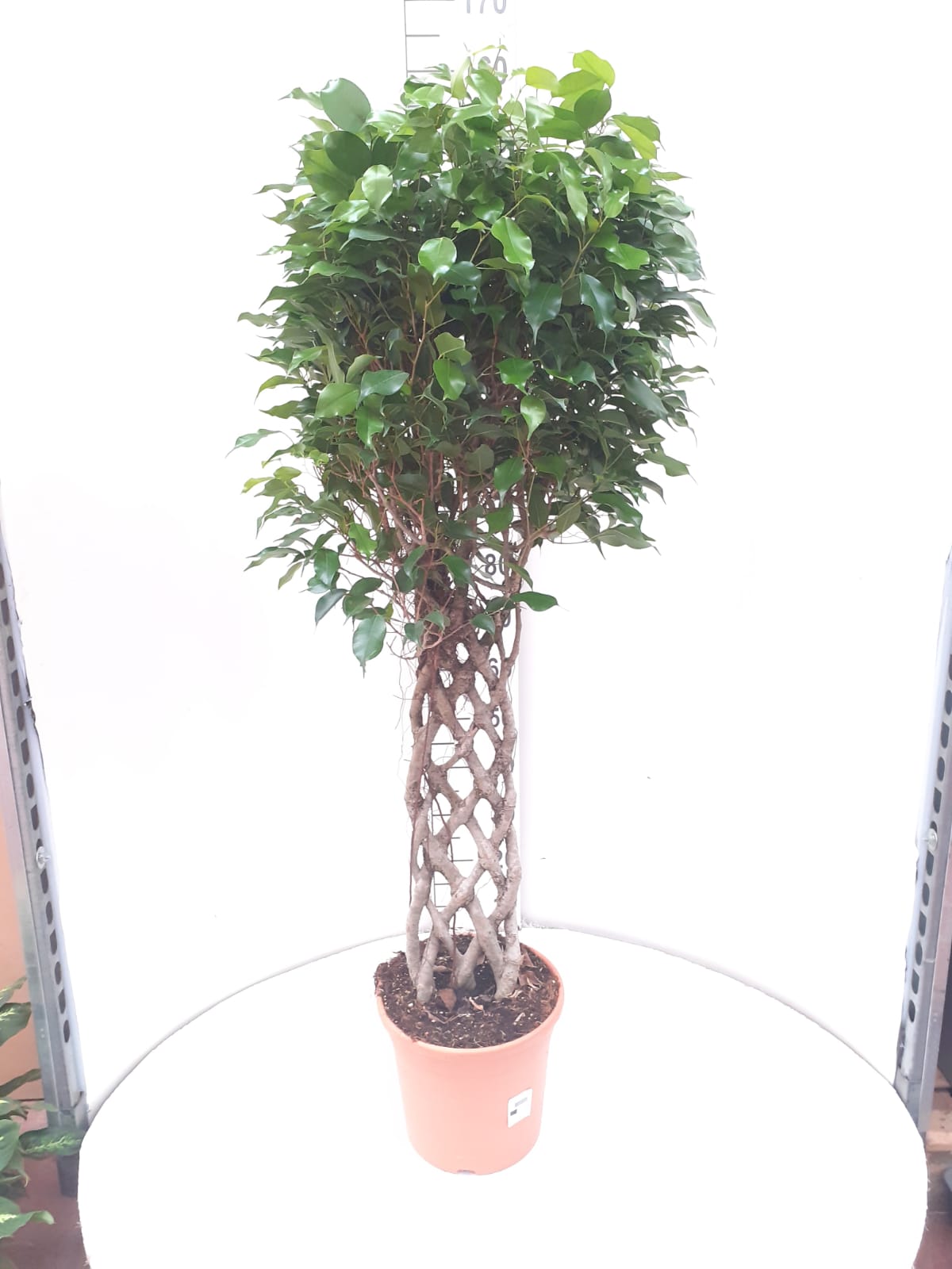 FICUS BENJAMINA ESPALDERA C 30 1.40 M