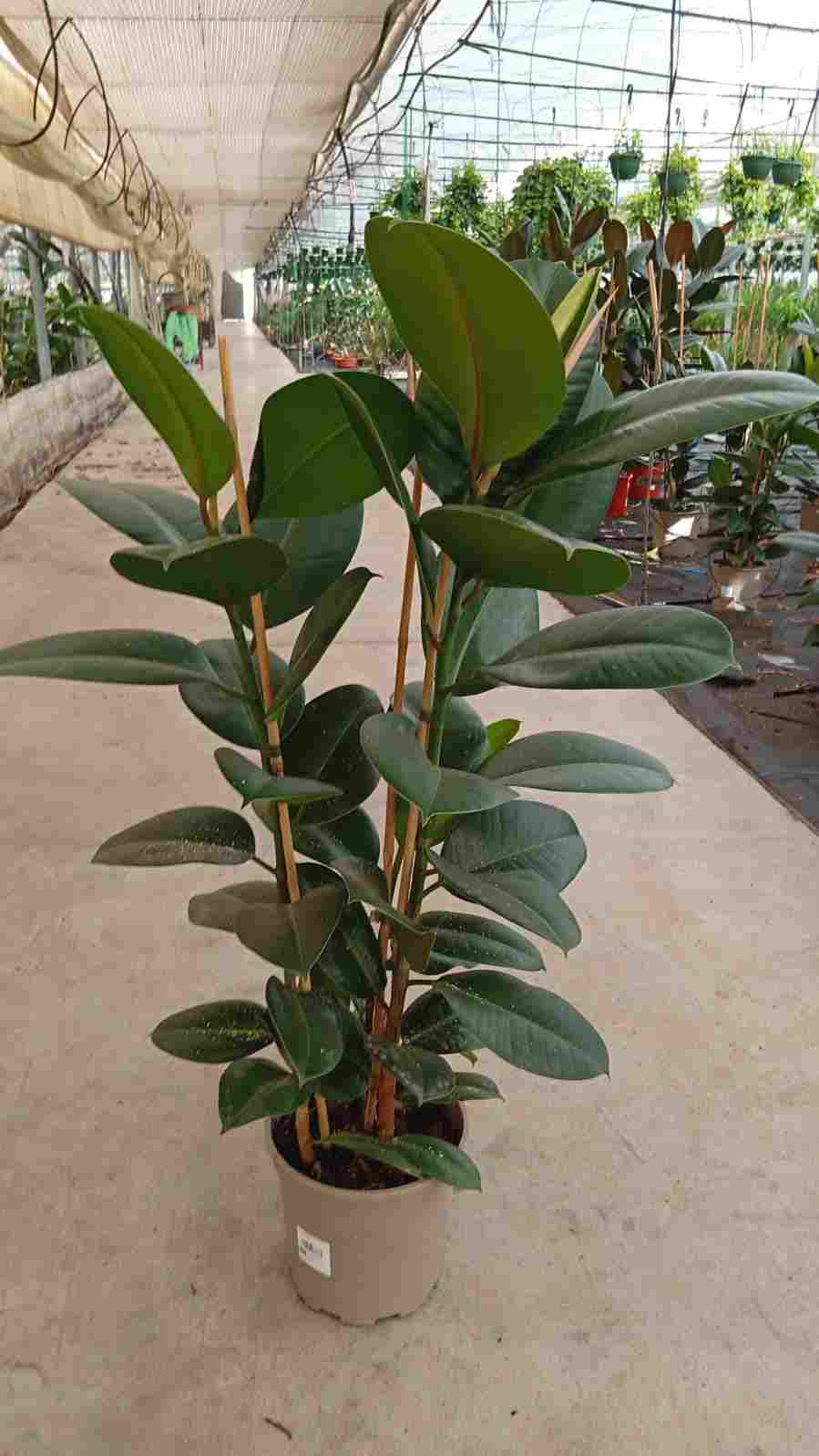 FICUS ROBUSTA C 20 90 CM 2 CAÑAS RAMIFICADO