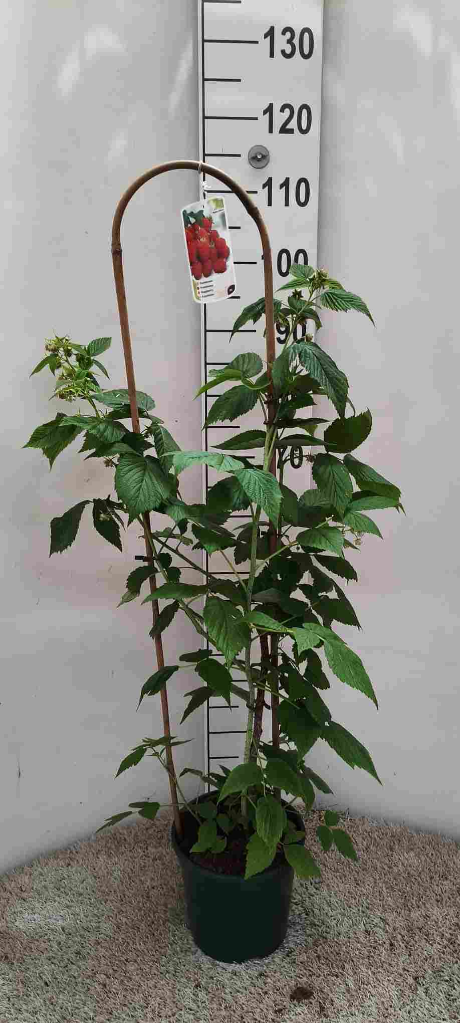 FRAMBUESAS C 20 ARCO 1.05 CM