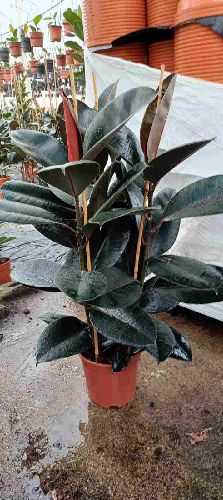 FICUS ROB ADBIJAN C 20 0.90 M 3 CAÑAS