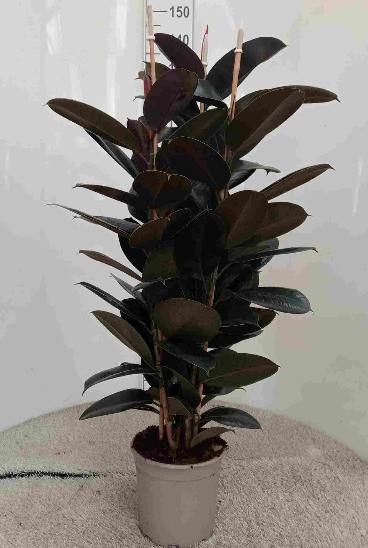 FICUS ROB ADBIJAN C 22 1.20 M 3 CAÑAS