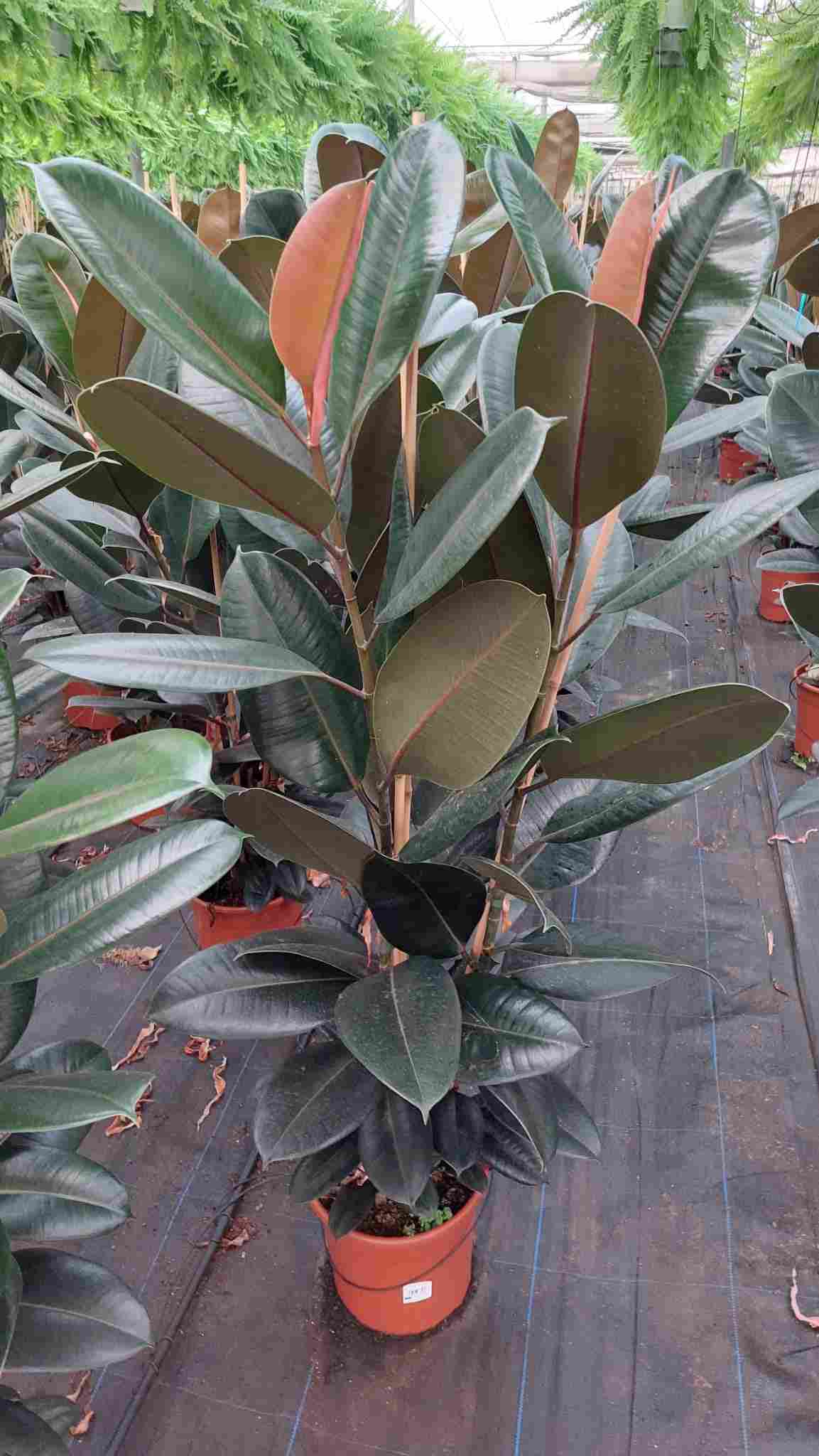 FICUS ROB ADBIJAN C 25 1.50 M 3 CAÑAS